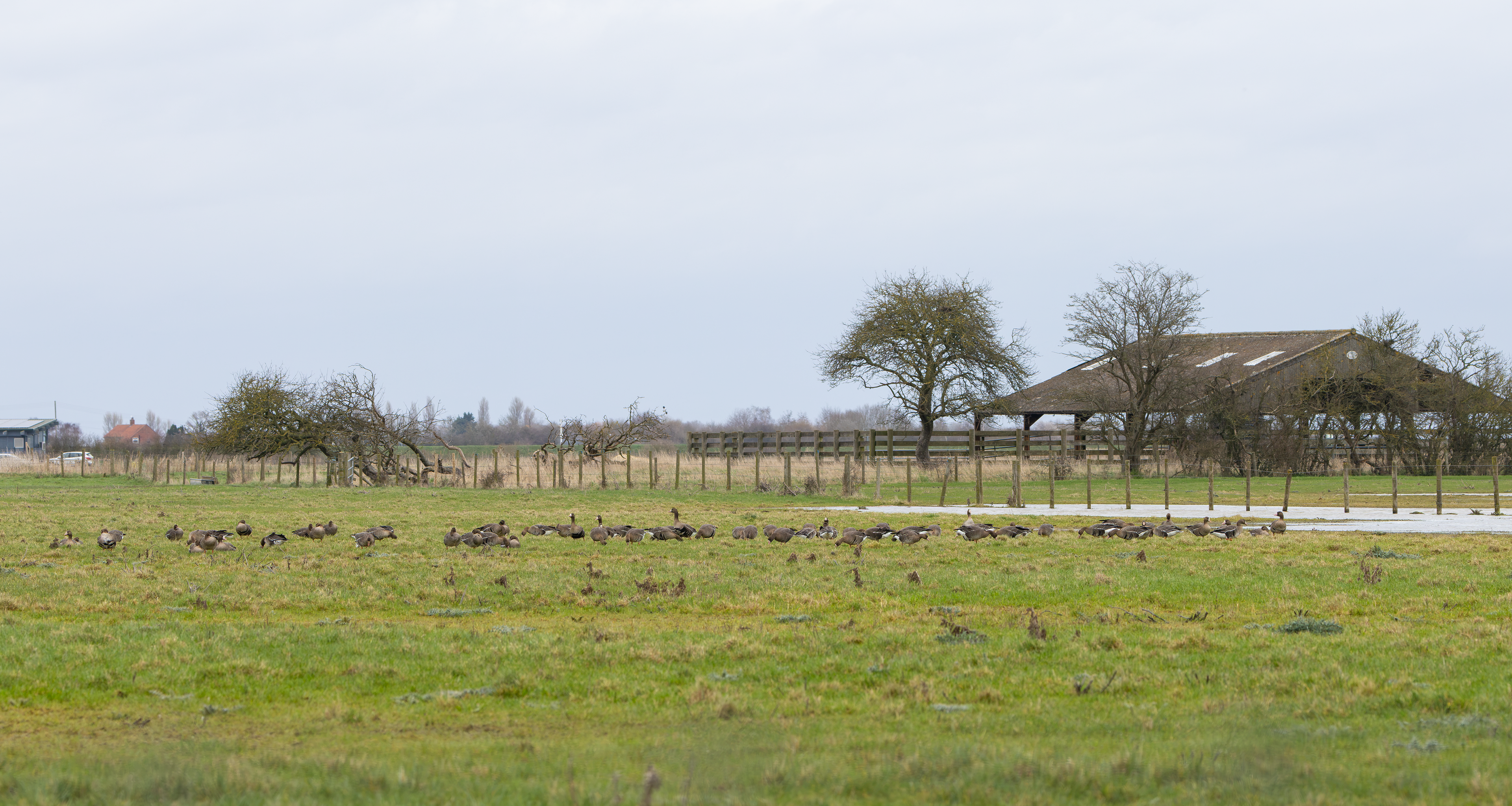 Russian White-fronted Goose, Frampton Marsh RSPB, Lincolnshire