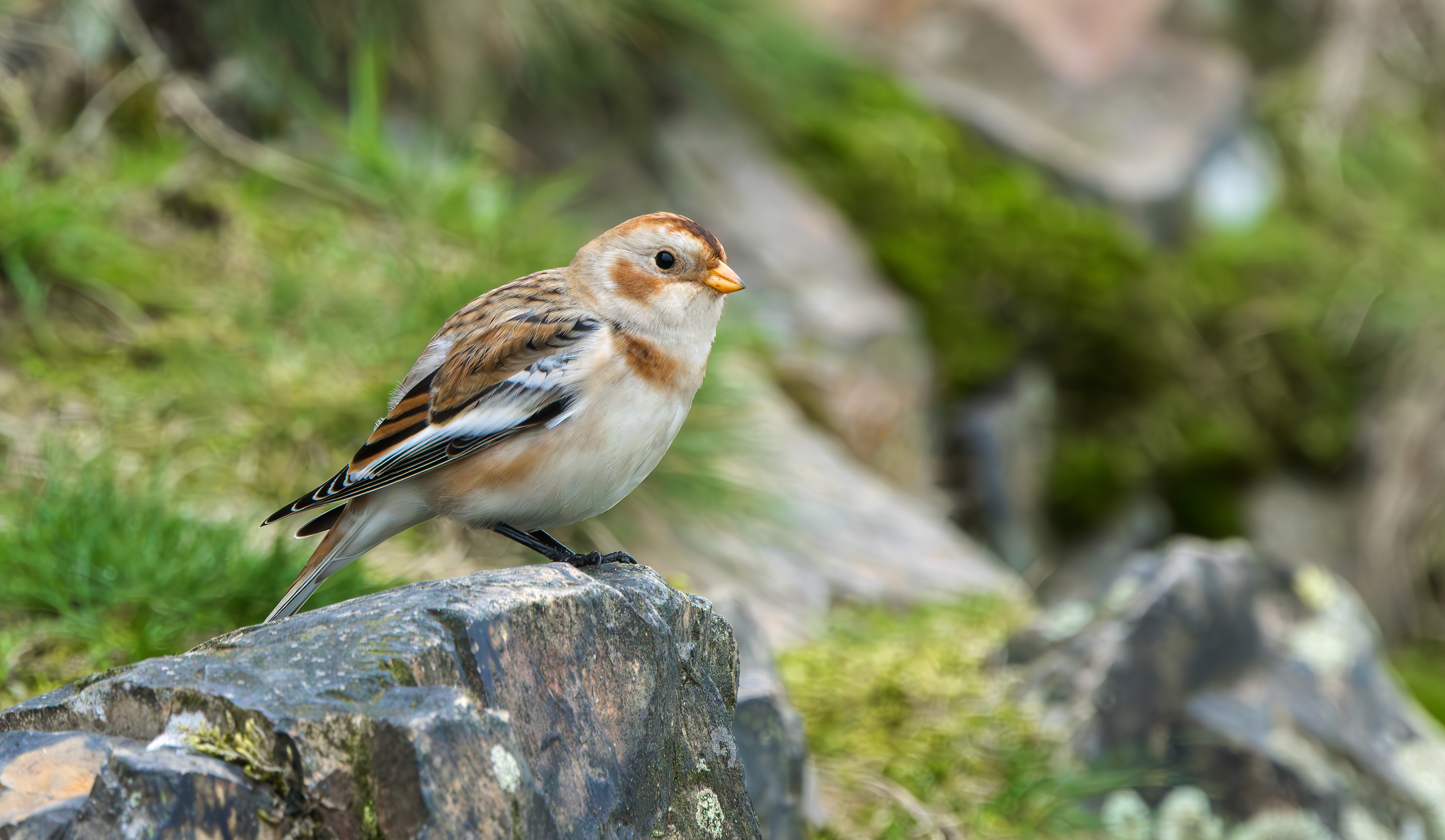 Snow Bunting, Beacon Hill, Leicestershire