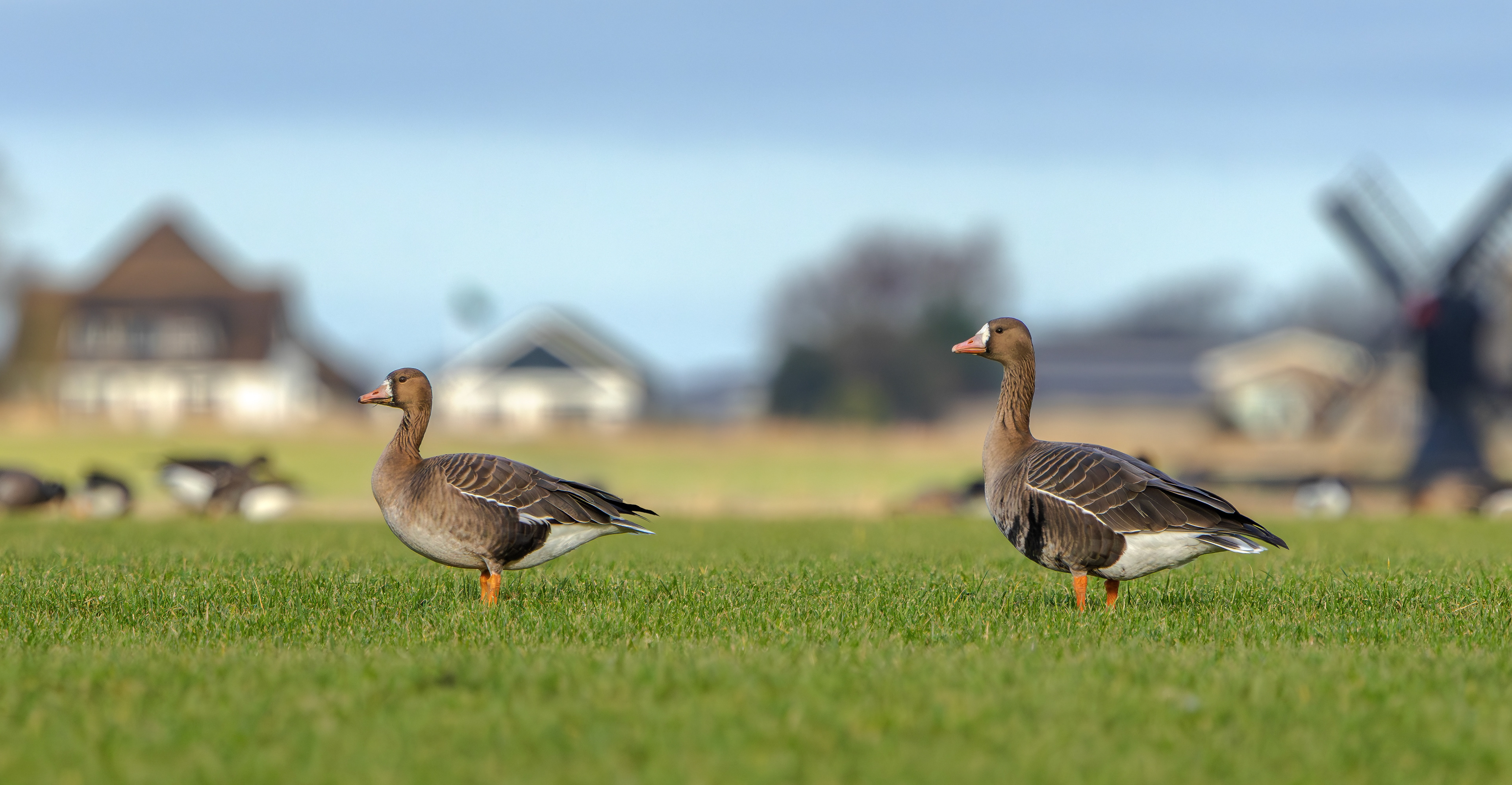 Russian White-fronted Geese, Texel