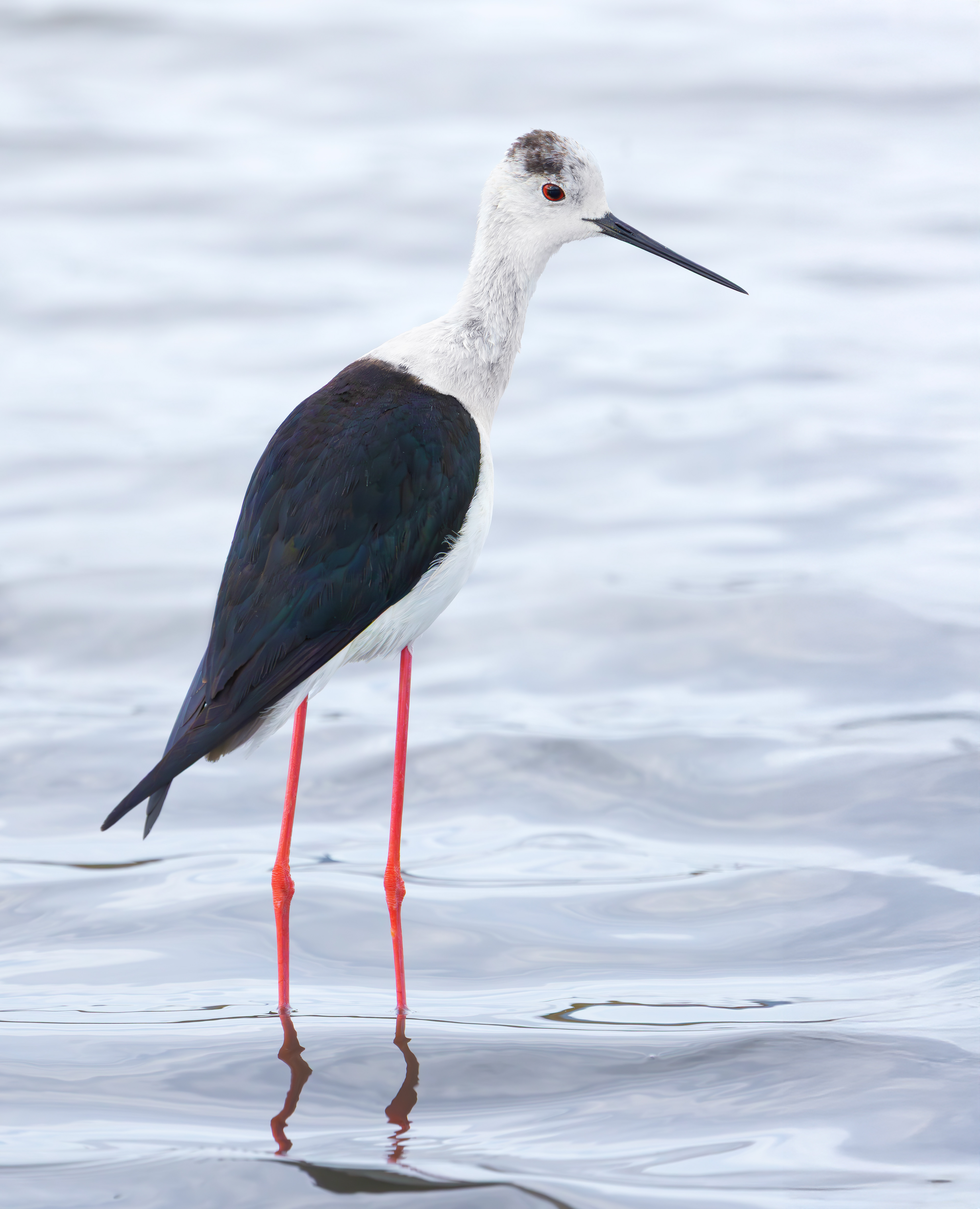 Black-winged Stilt