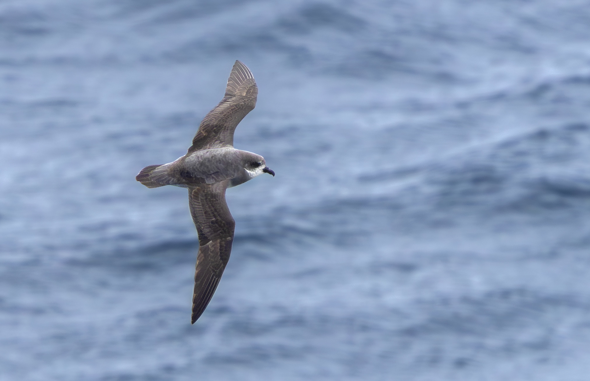 Soft-plumaged Petrel