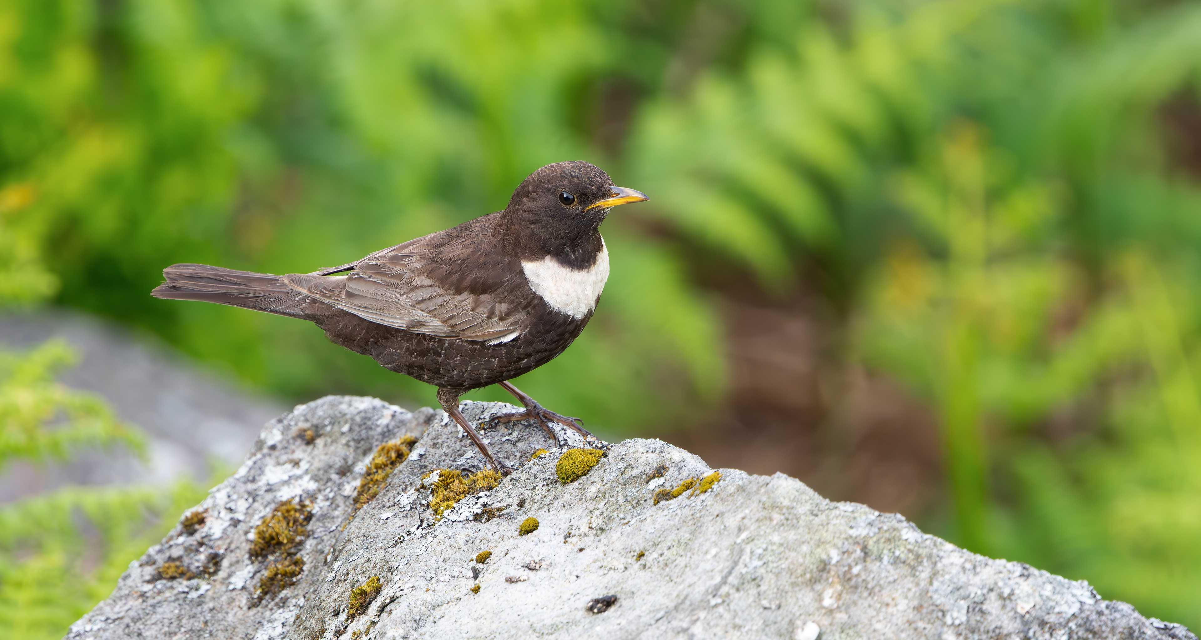 Ring Ouzel, Peak District