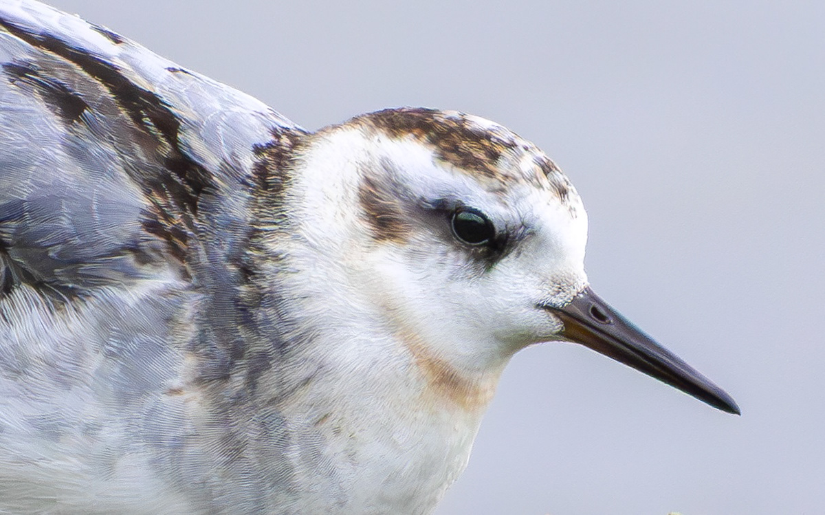 Grey Phalarope, Rutland Water, Leicestershire & Rutland