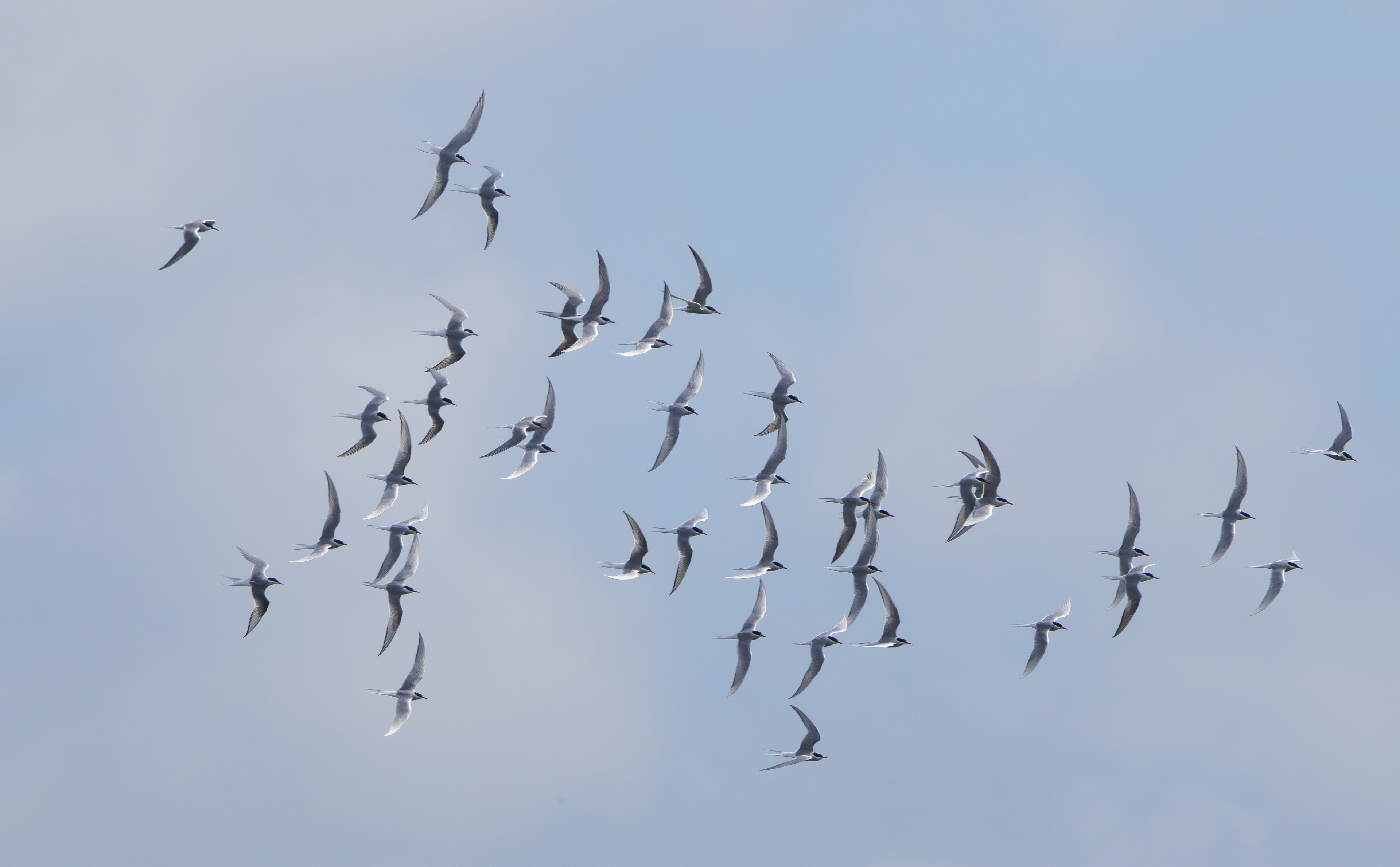 Arctic Tern, Attenborough NR, Nottinghamshire