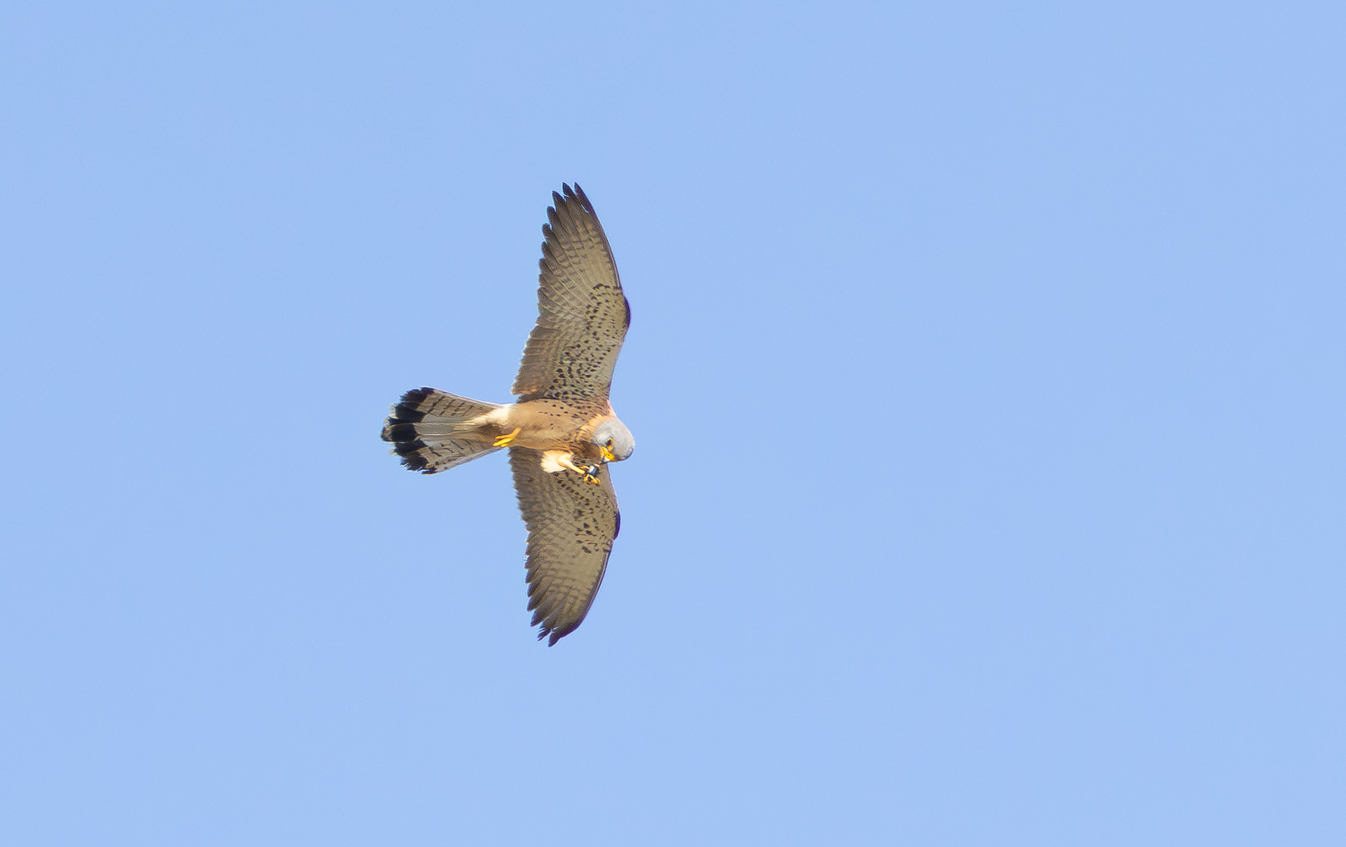 Lesser Kestrel