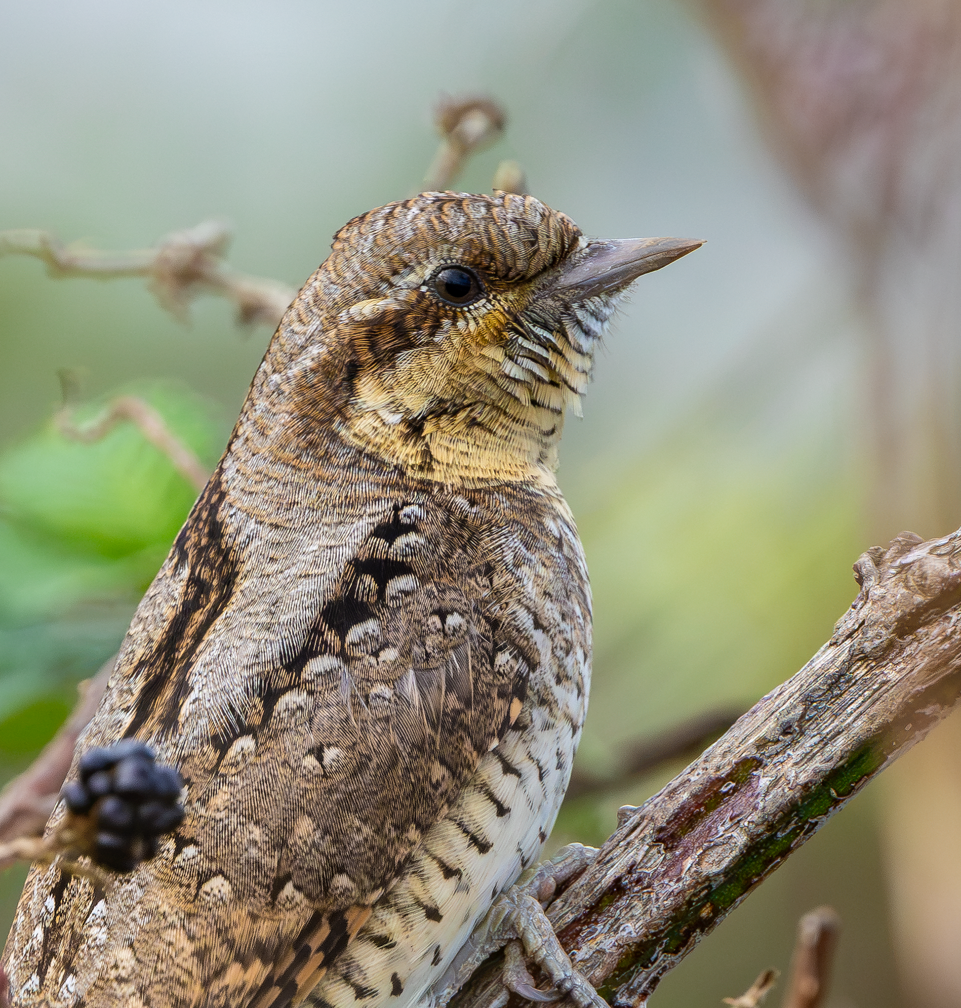 Wryneck, Freiston Shore RSPB, Lincolnshire