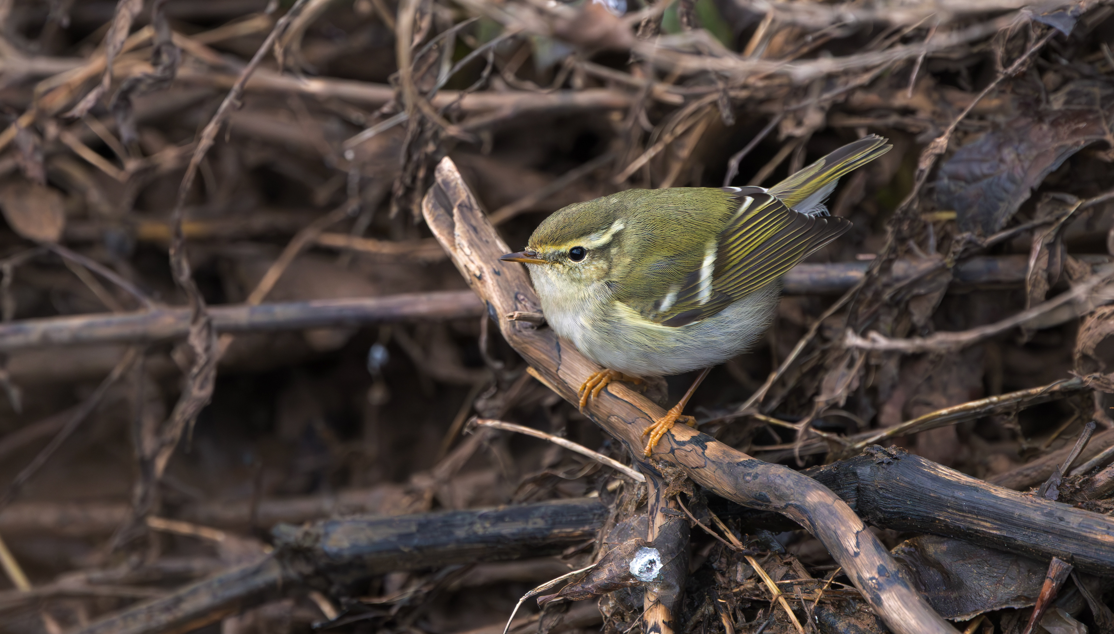 Yellow-browed Warbler, Hurley, Warwickshire