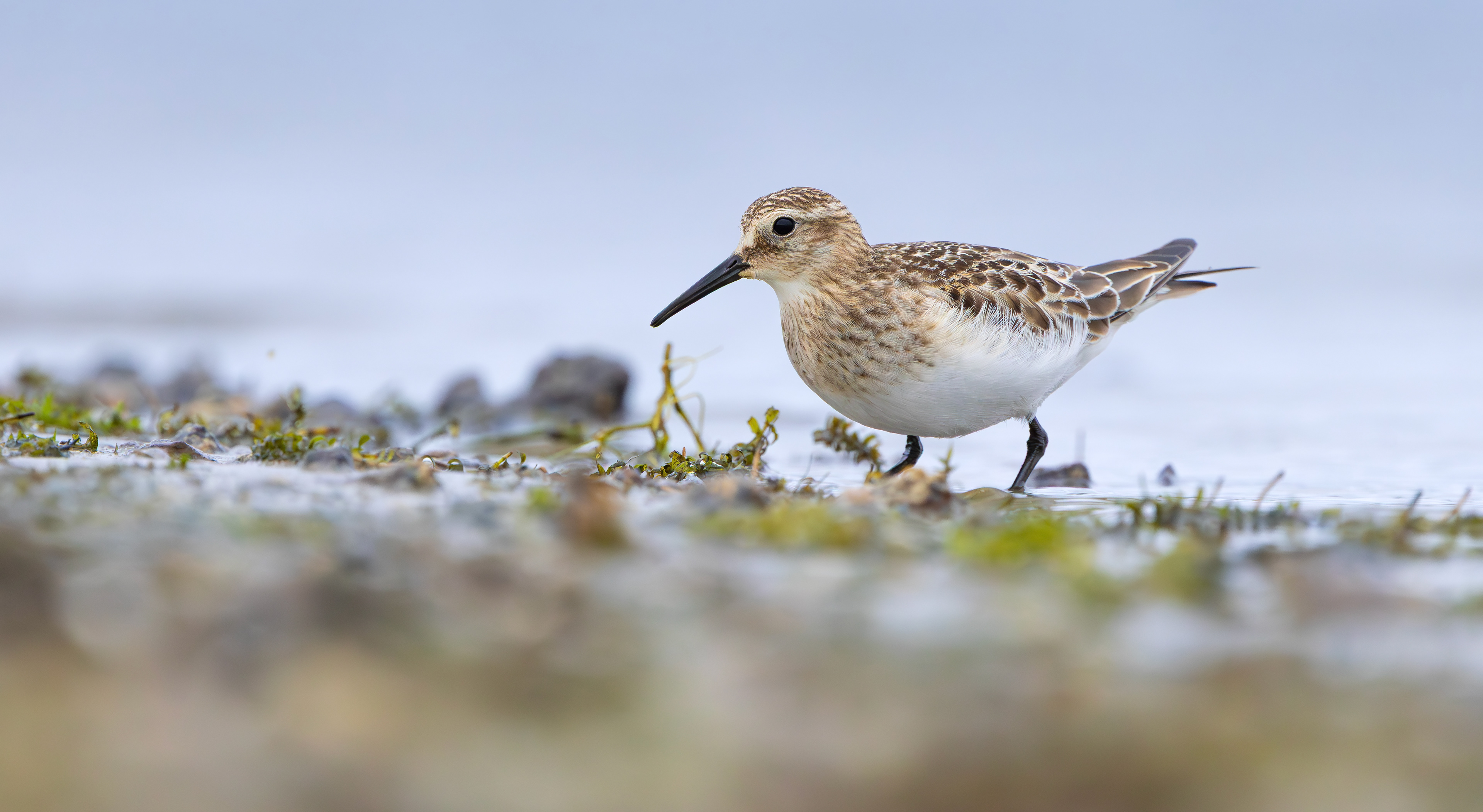 Baird's Sandpiper, Rutland Water, Leicestershire & Rutland