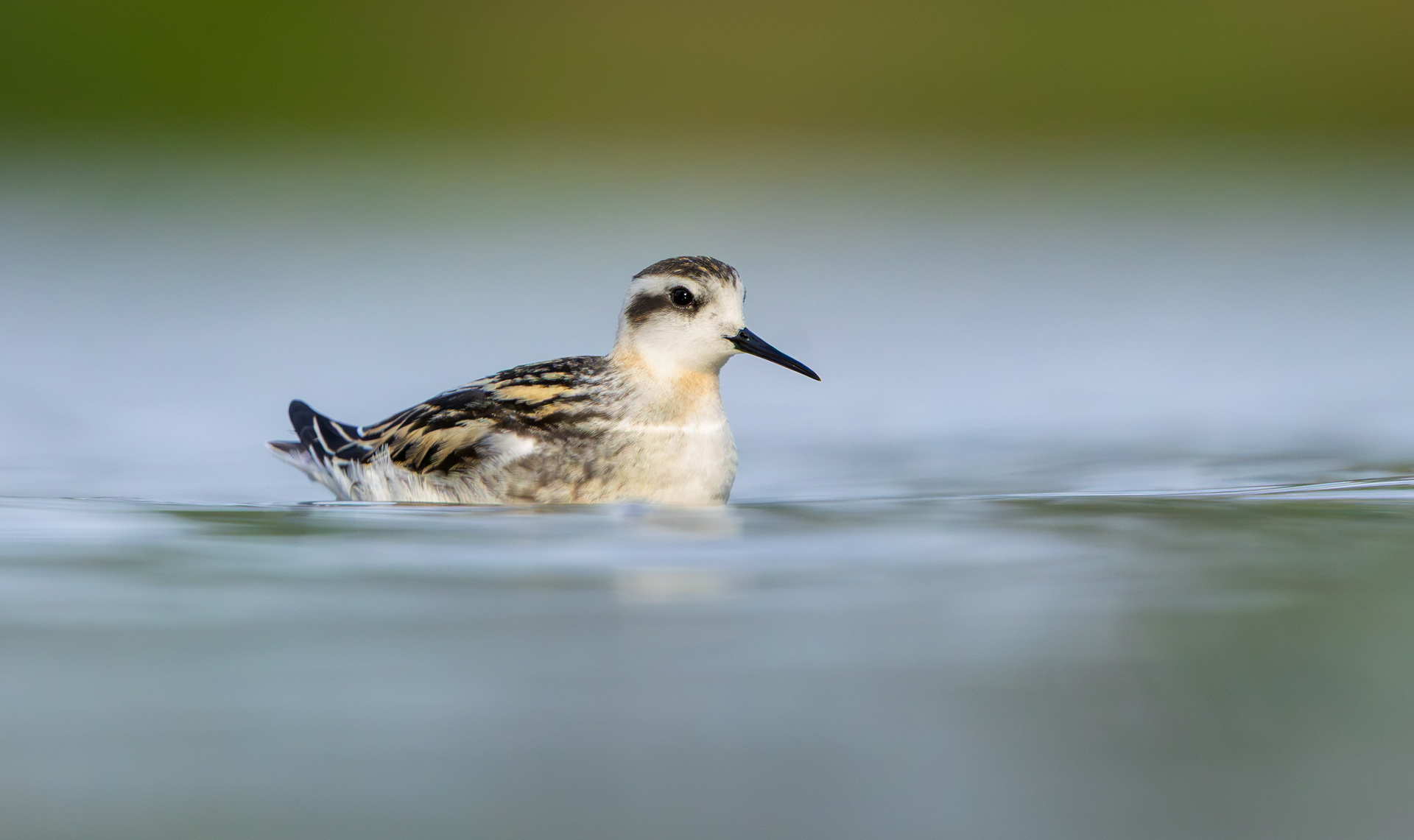 Red-necked Phalarope, Kingsbury Water Park, Warwickshire
