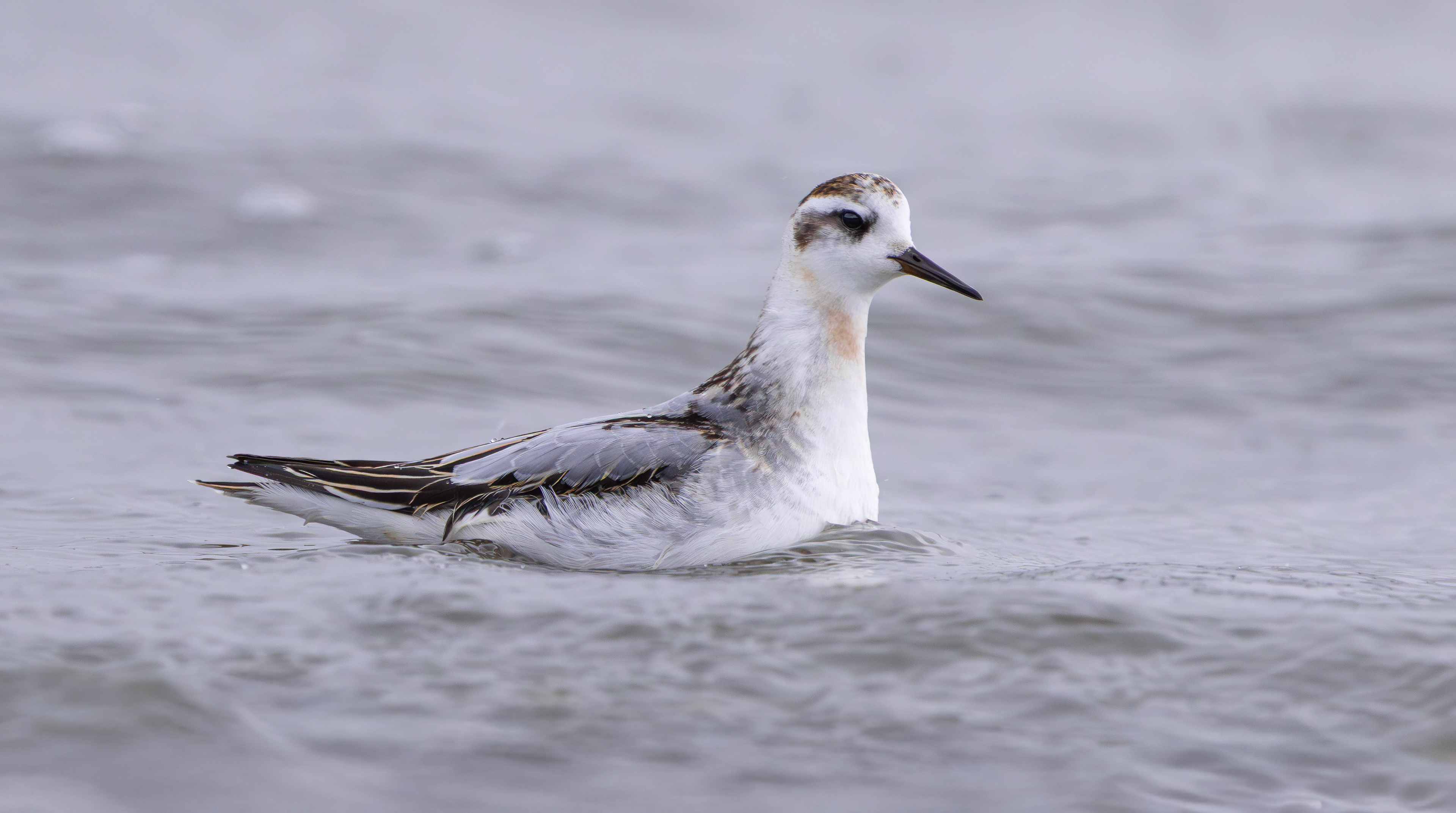Grey Phalarope, Rutland Water, Leicestershire & Rutland