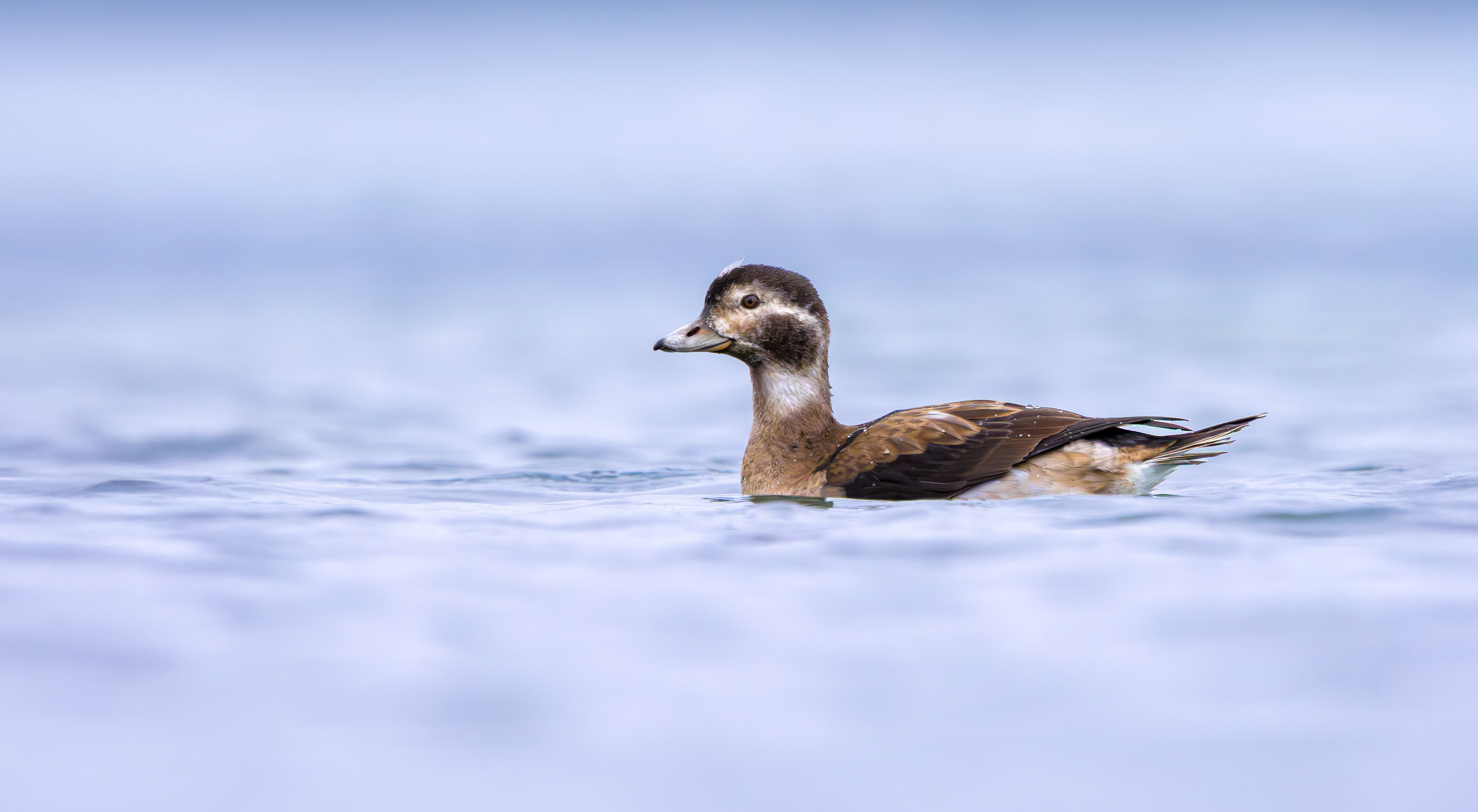Long-tailed Duck, Kilvington Lakes, Nottinghamshire