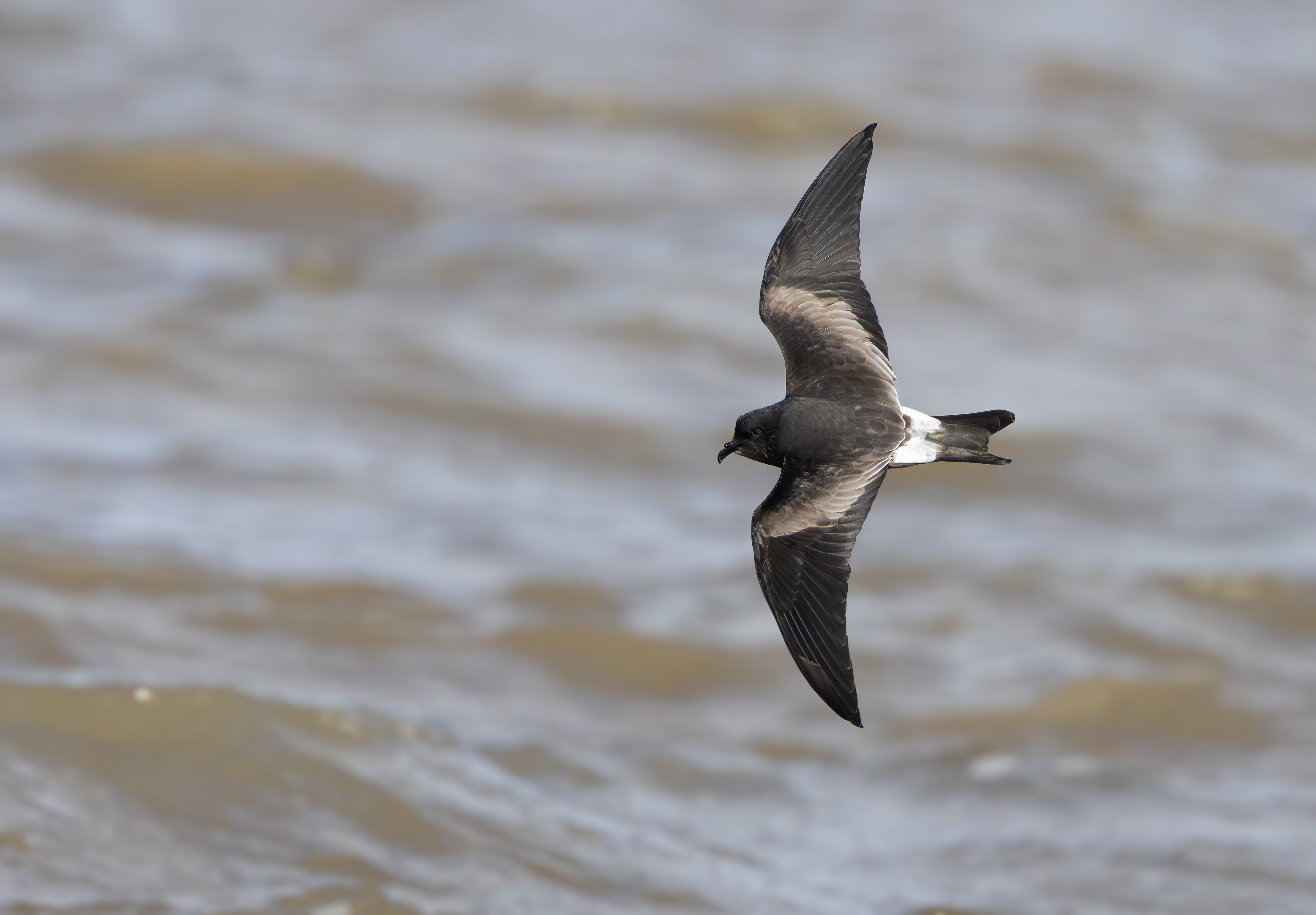 Leach's Storm Petrel, Wallasey, Cheshire