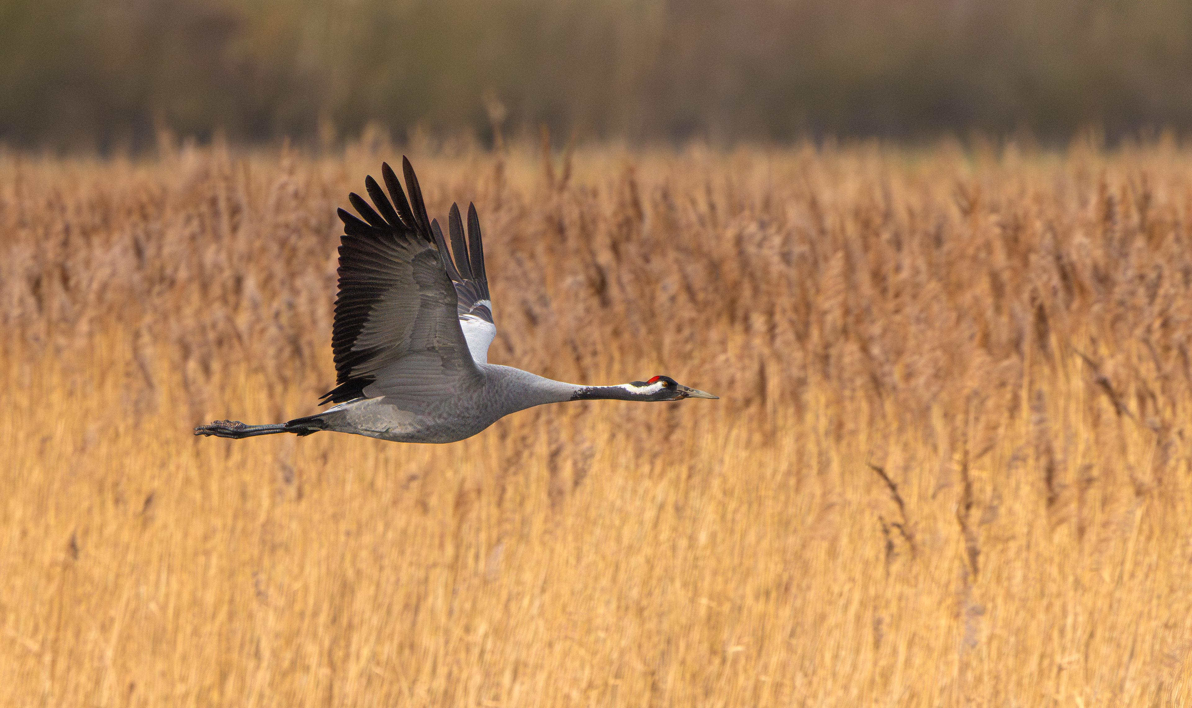 Common Crane, Willow Tree Fen LWT, Lincolnshire