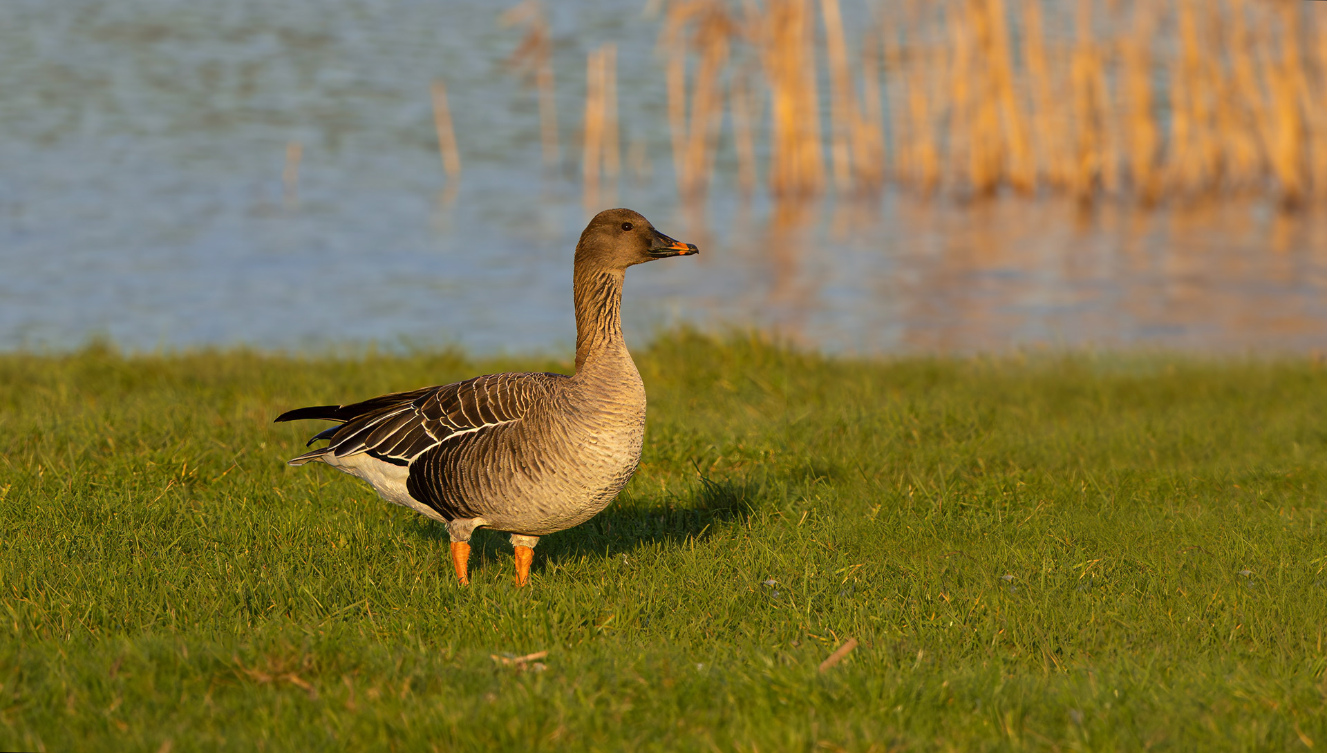 Tundra Bean Goose, Girton Pits, Nottinghamshire