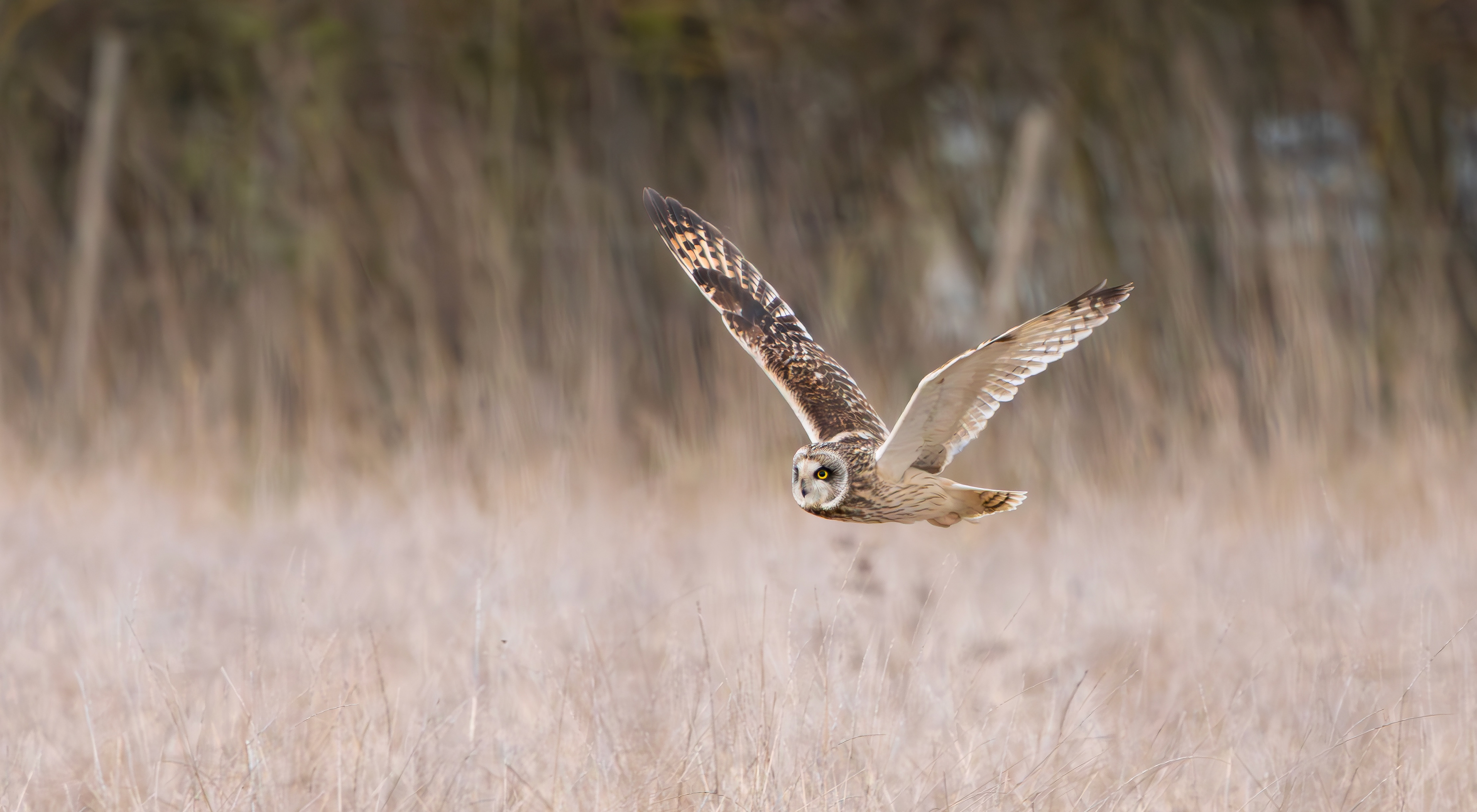 Short-eared Owl, Lincolnshire