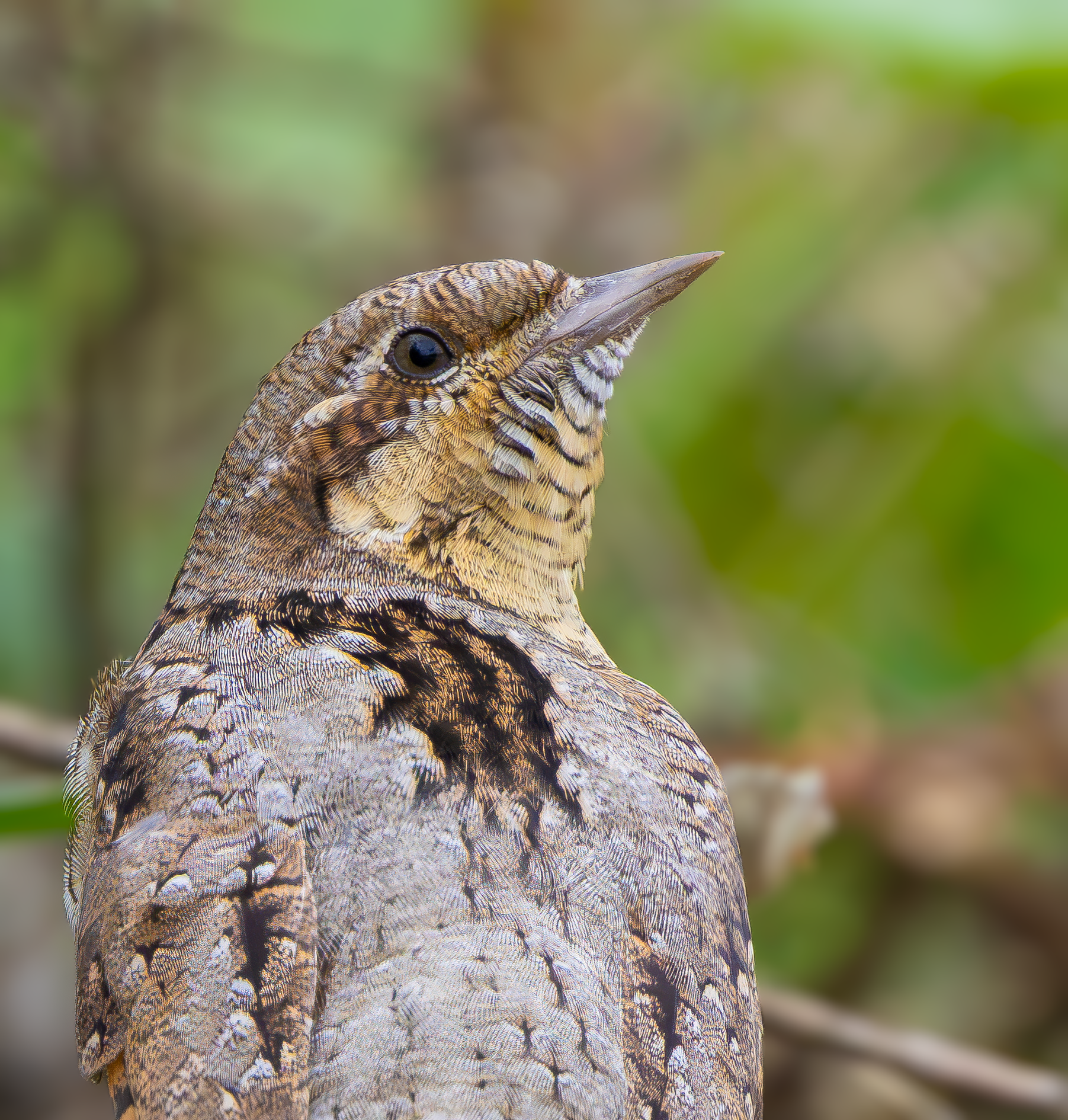 Wryneck, Freiston Shore RSPB, LincolnshireWryneck, Freiston Shore RSPB, Lincolnshire