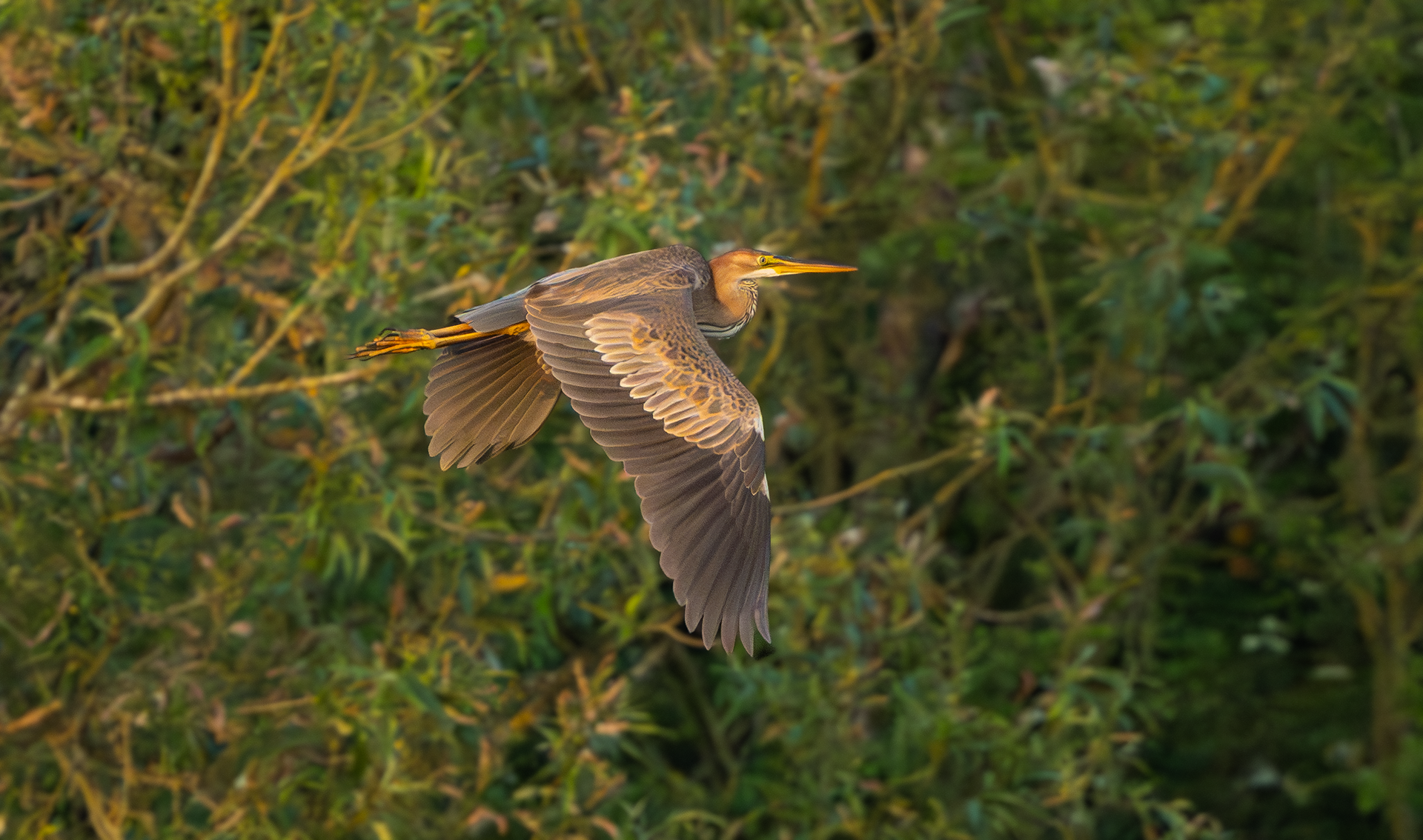 Purple Heron, Holme Pierrepont, Nottinghamshire