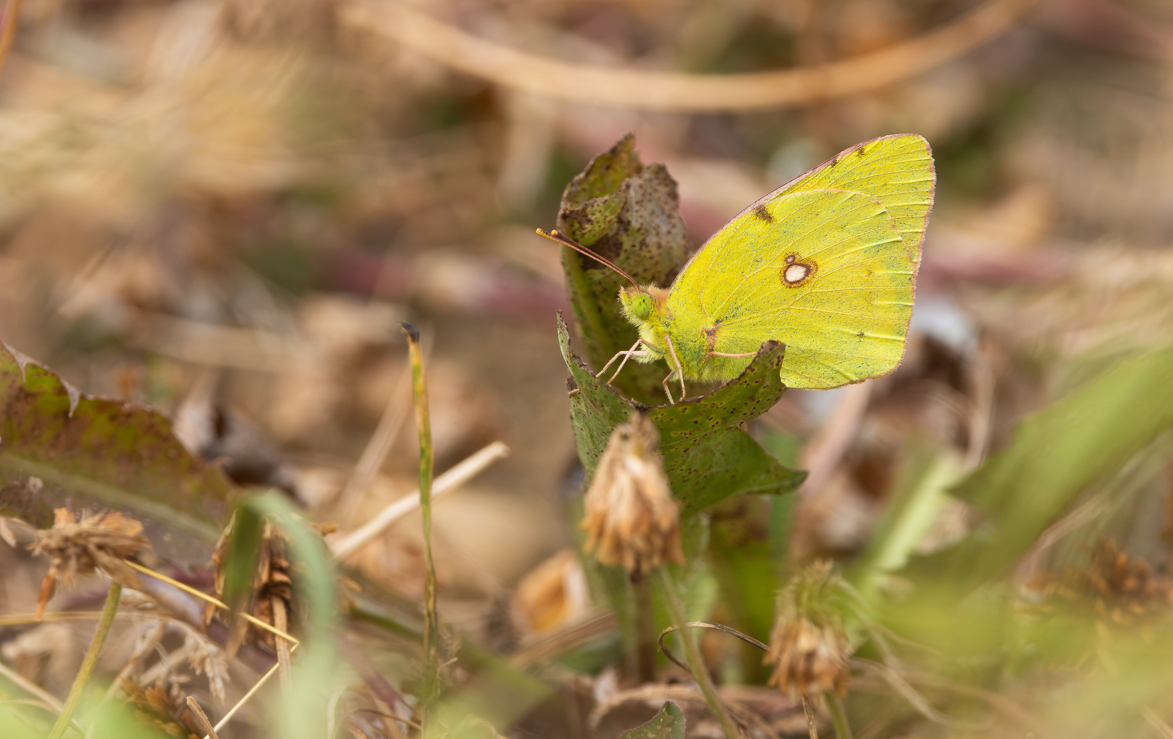 Clouded Yellow, Wappenham, Northamptonshire