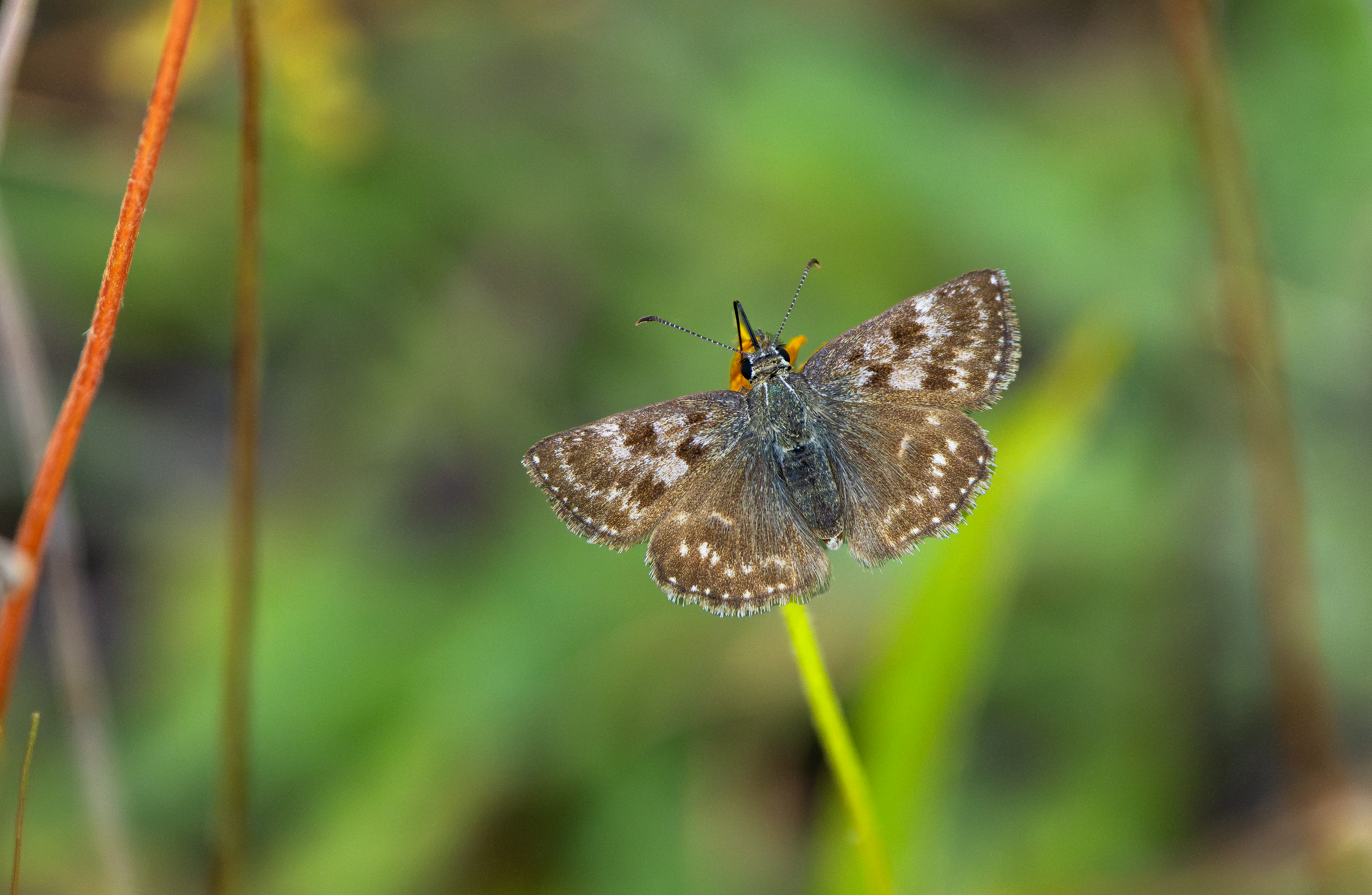 Dingy Skipper, Pitstone Quarry, Buckinghamshire