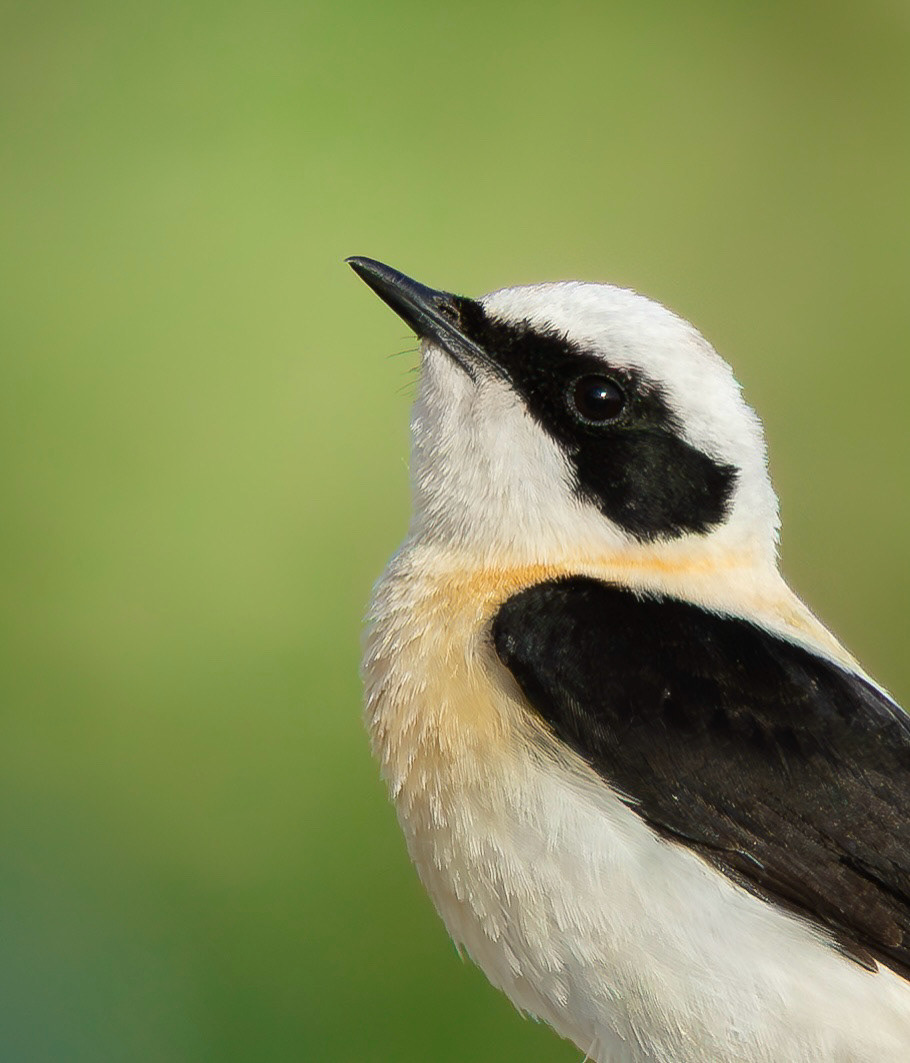 Eastern Black-eared Wheatear