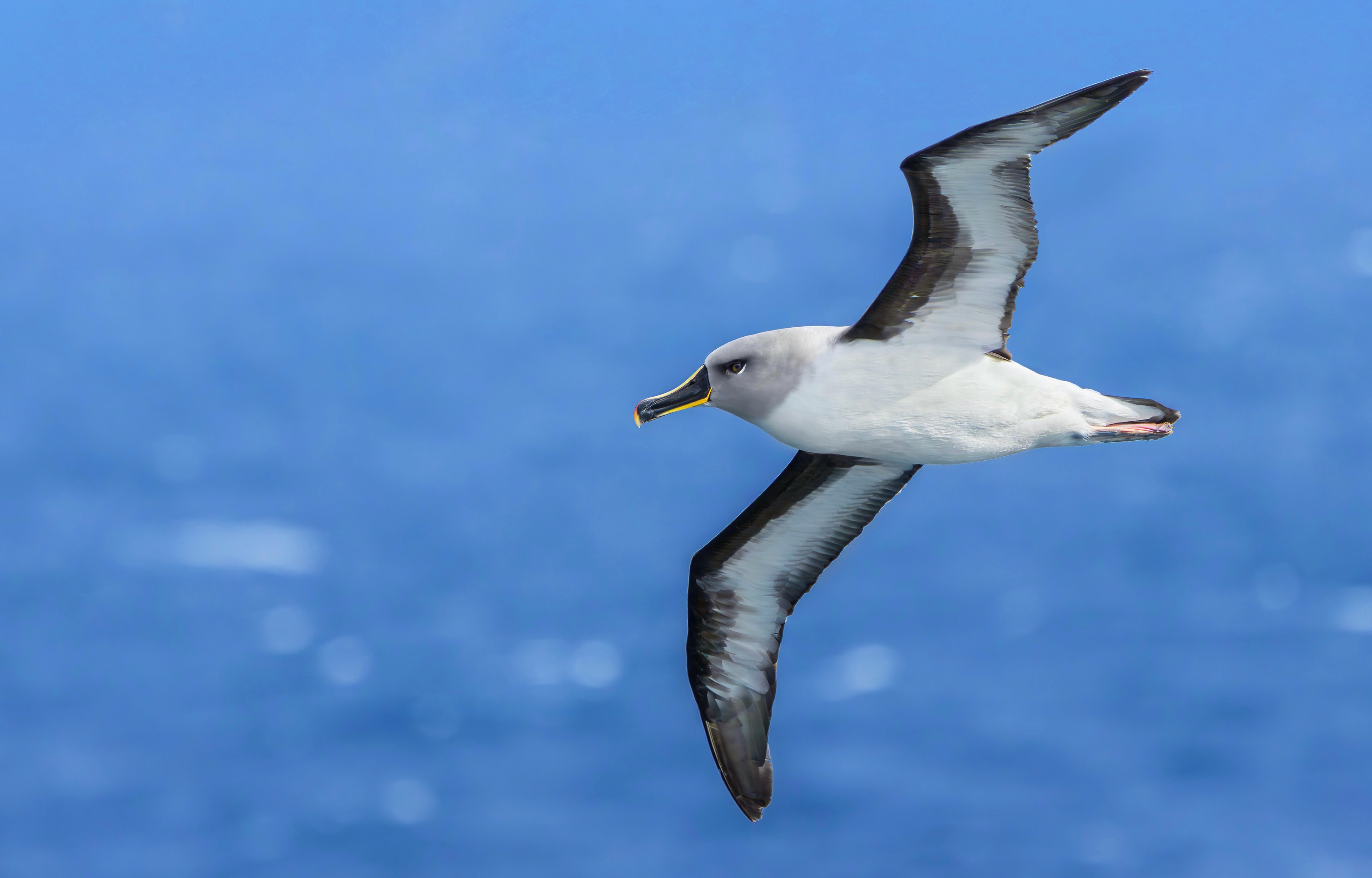 Grey-headed Albatross