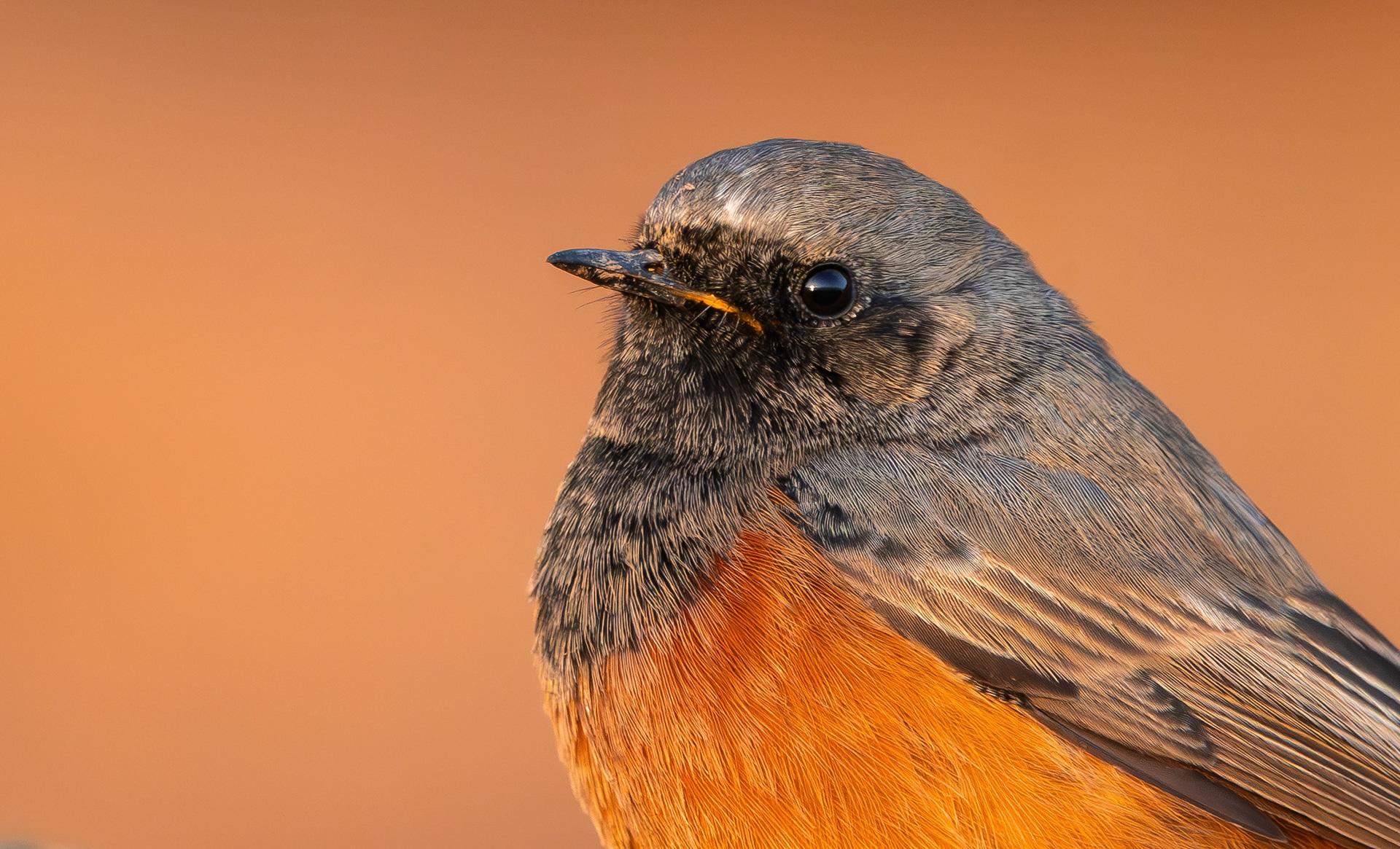 Eastern Black Redstart, Filey Brigg, North Yorkshire