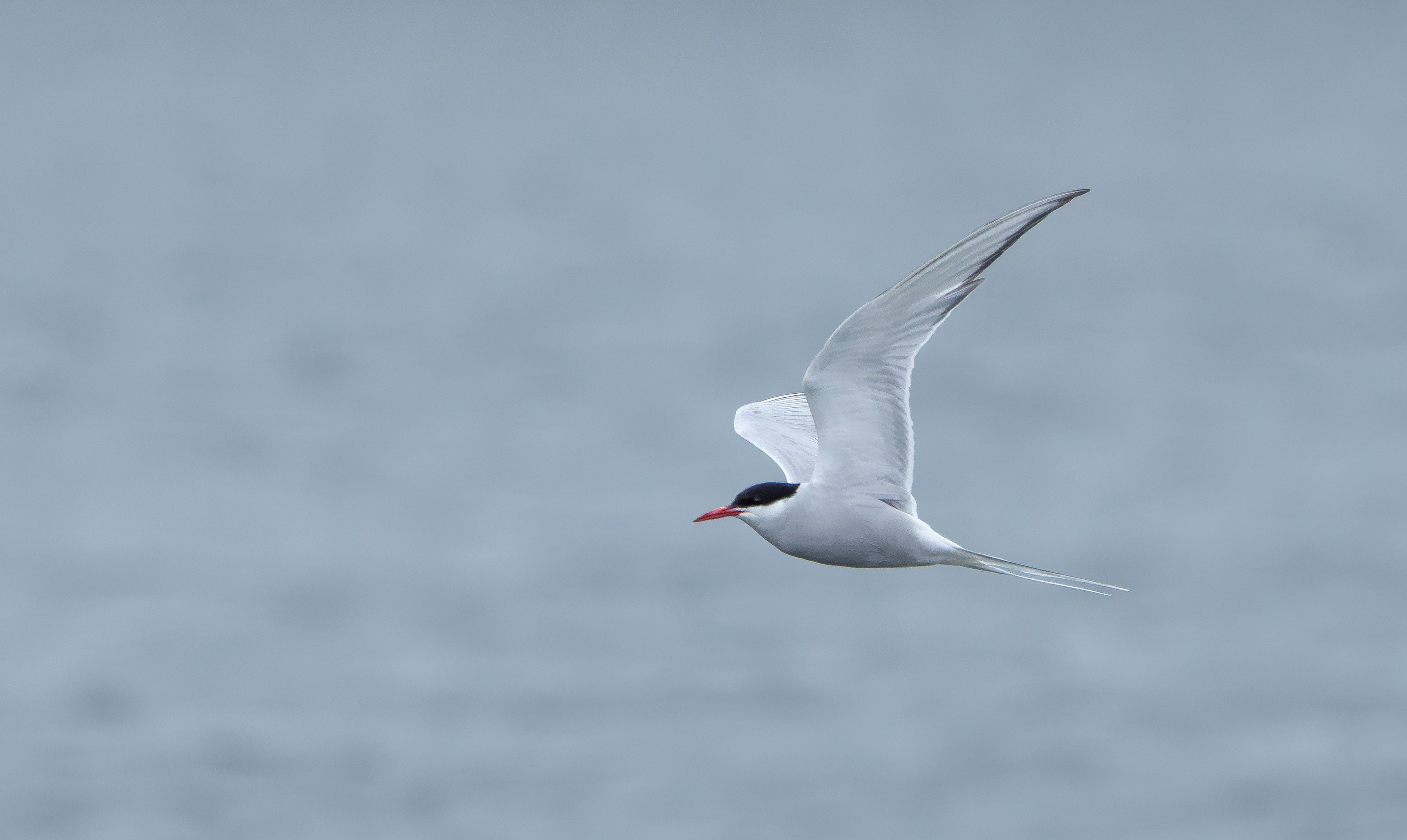 Arctic Tern, Attenborough NR, Nottinghamshire