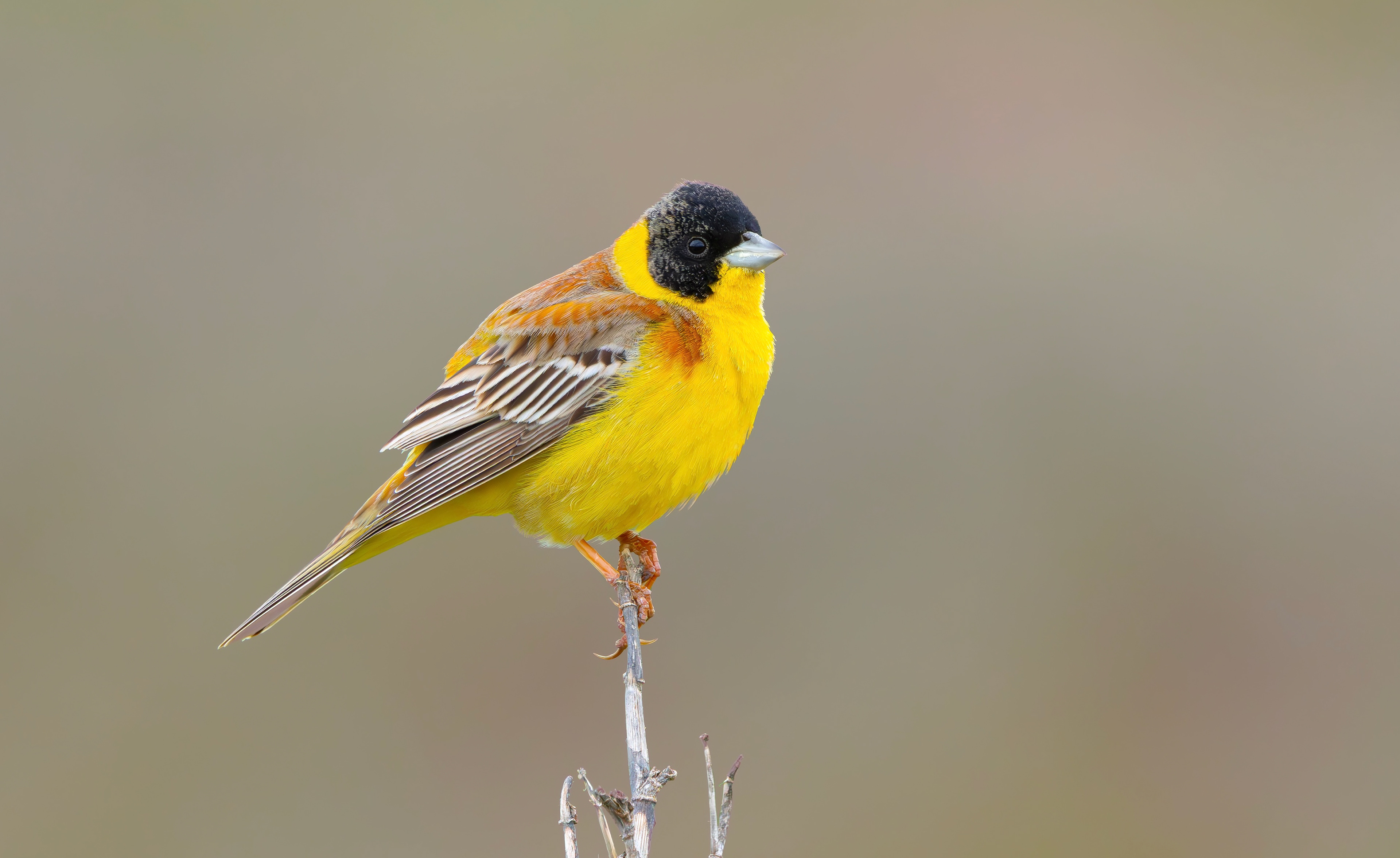 Black-headed Bunting, Lesvos