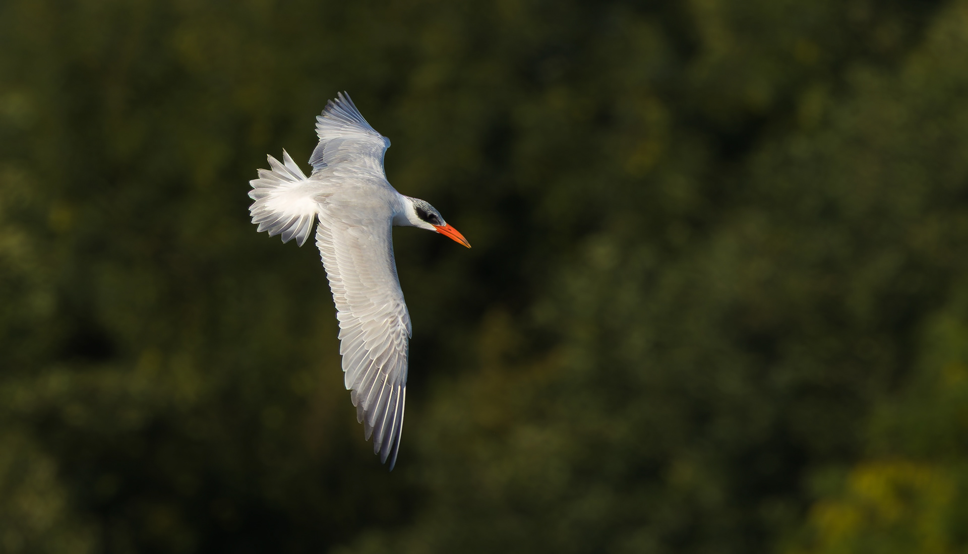 Caspian Tern, Holme Pierrepont, Nottinghamshire