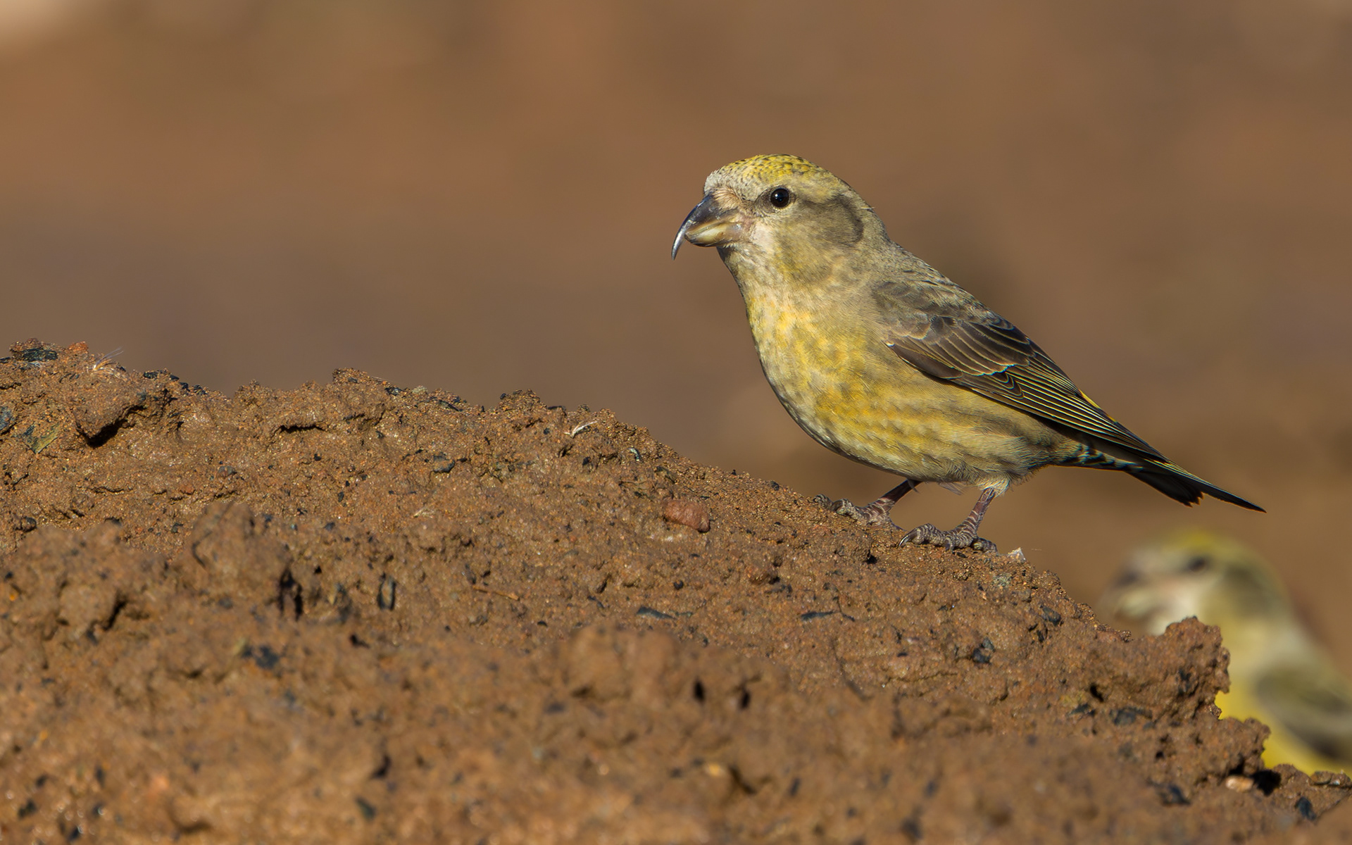 Common Crossbill, Nottinghamshire