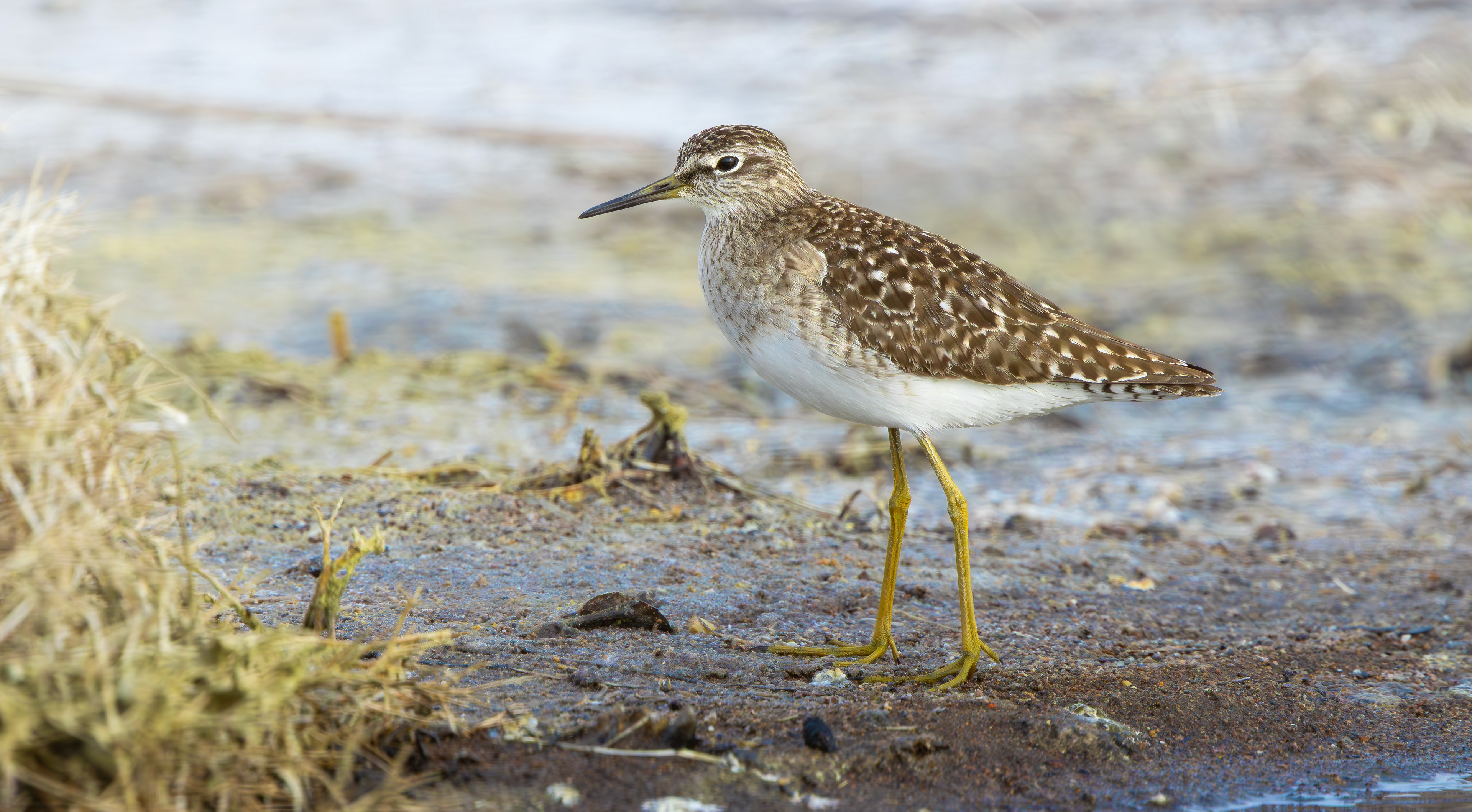 Wood Sandpiper