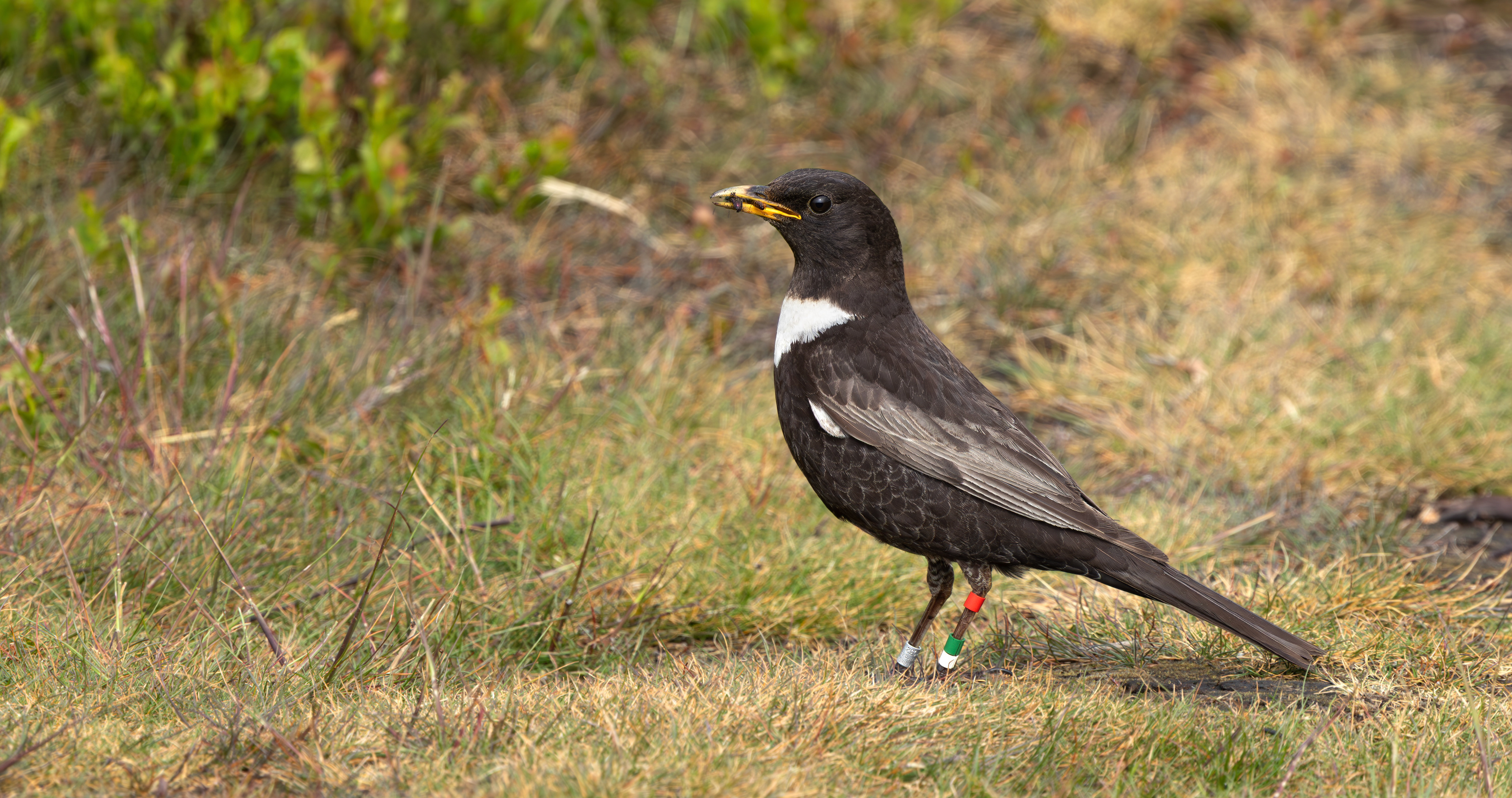 Ring Ouzel, Peak District