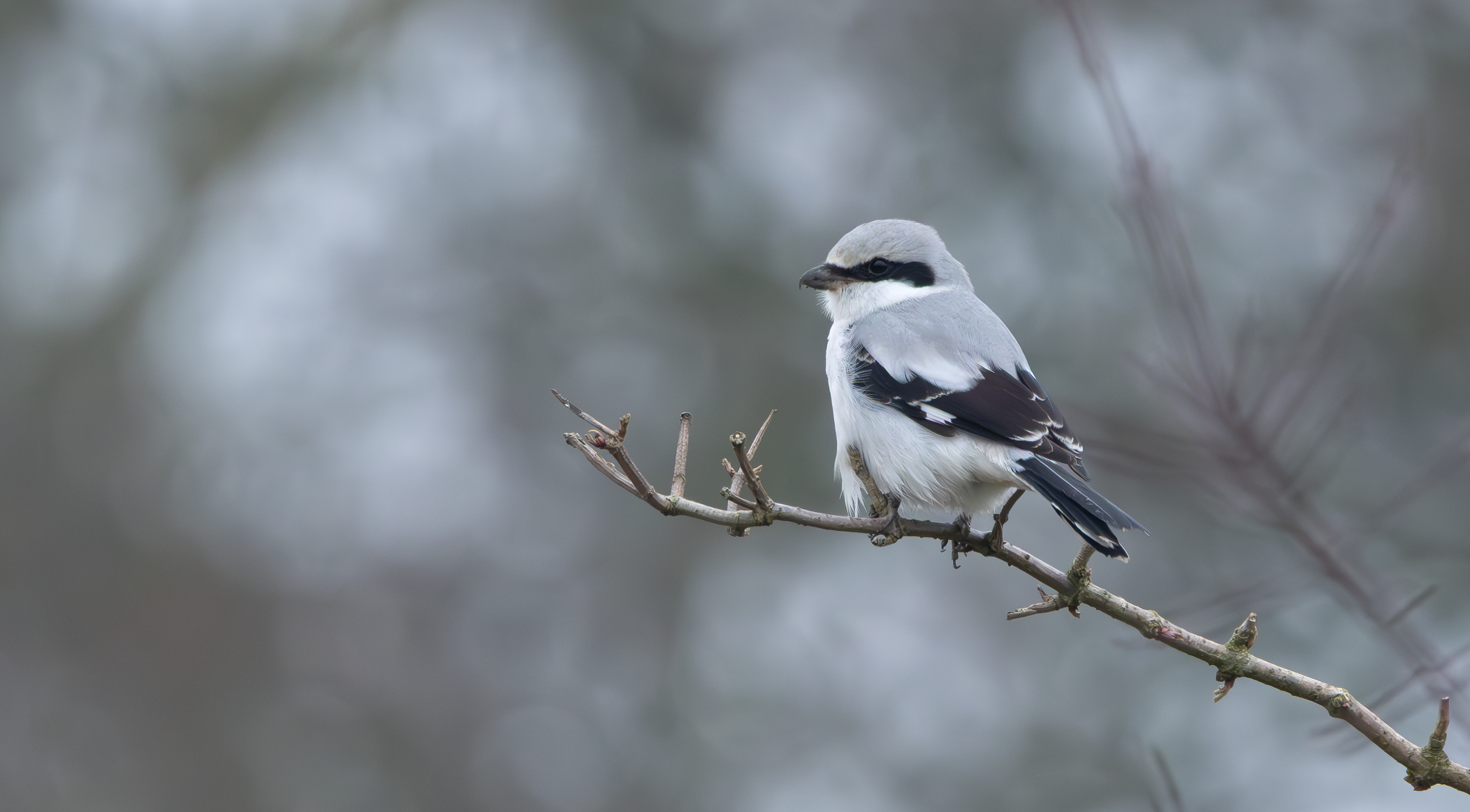 Great Grey Shrike, Fillingham, Lincolnshire