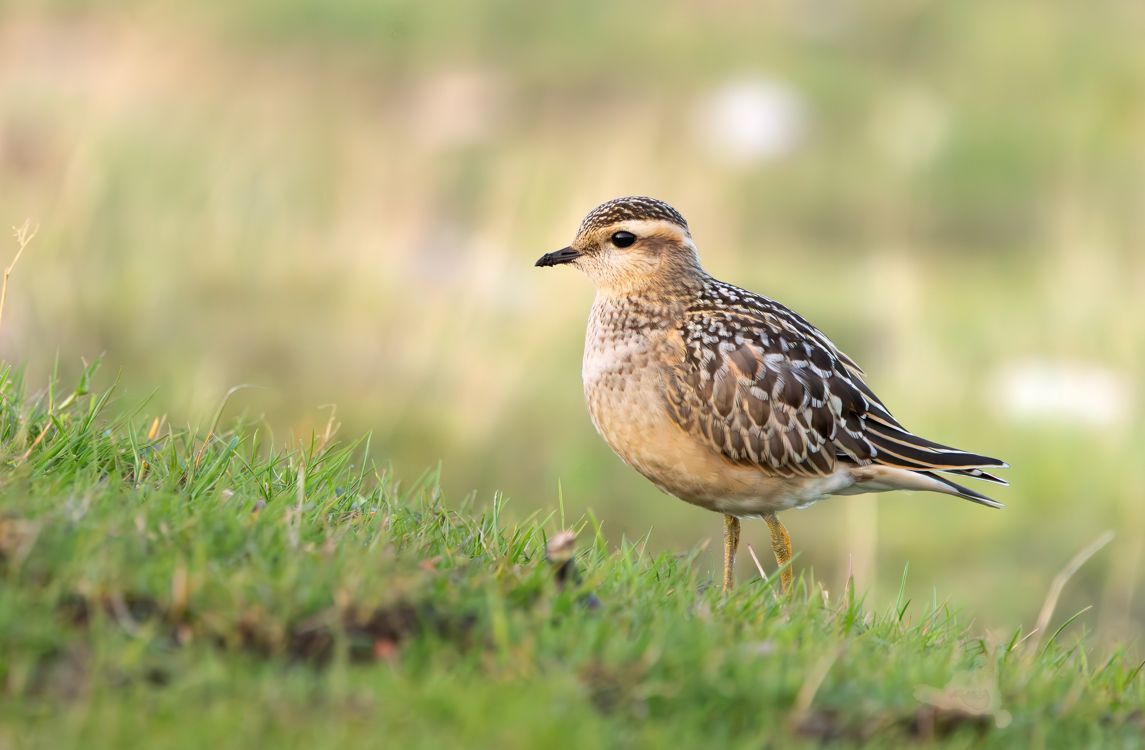 Eurasian Dotterel, Burbage Moor, South Yorkshire