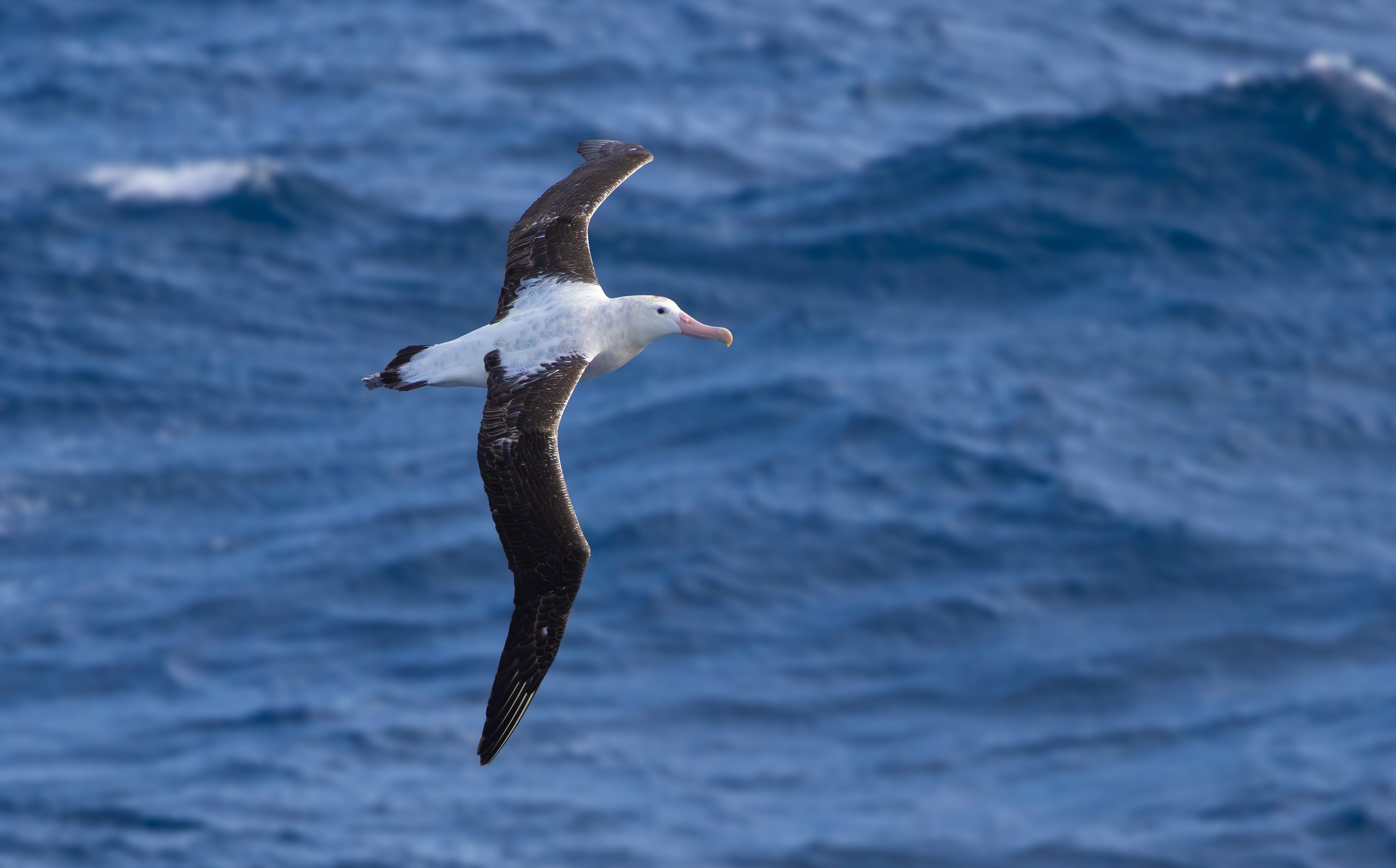 Snowy Albatross, Marion Island