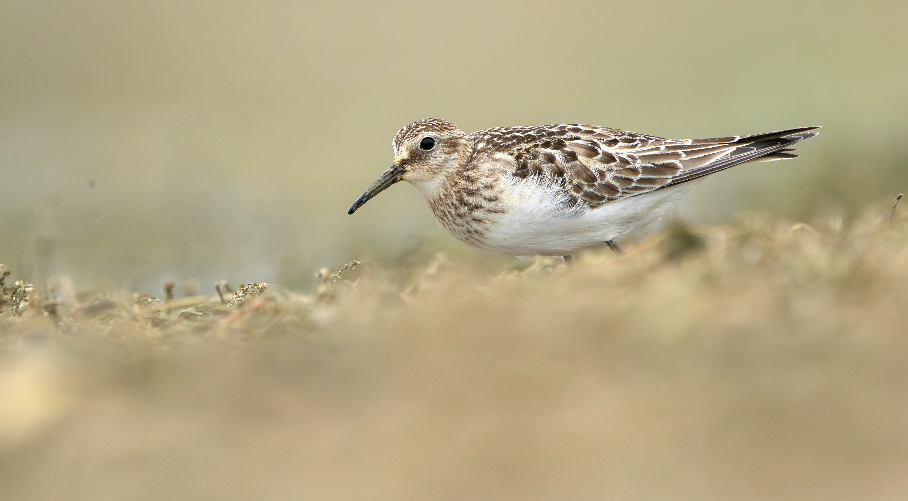 Baird's Sandpiper, Rutland Water, Leicestershire & Rutland