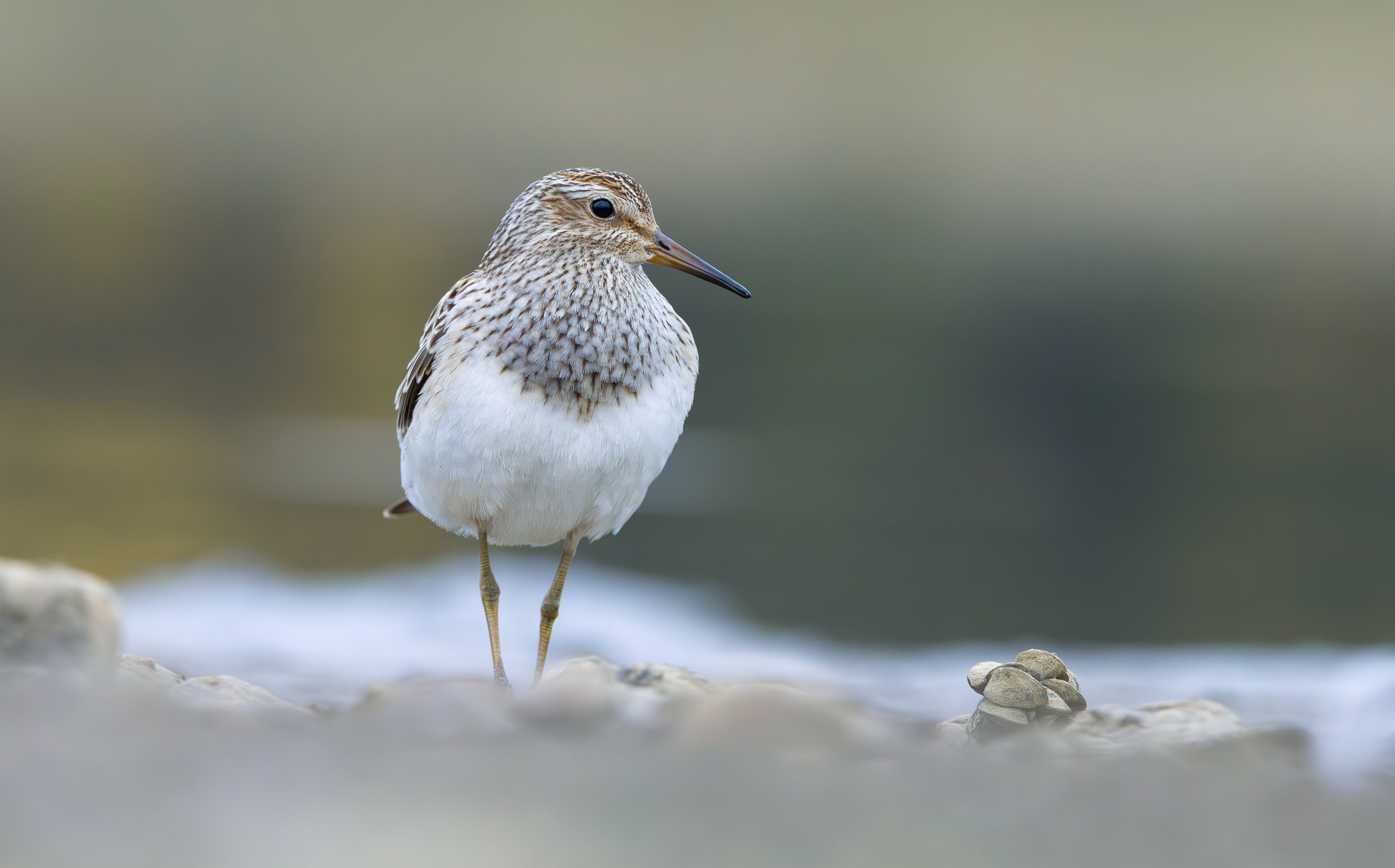 Pectoral Sandpiper, Hollowell Reservoir, Northamptonshire