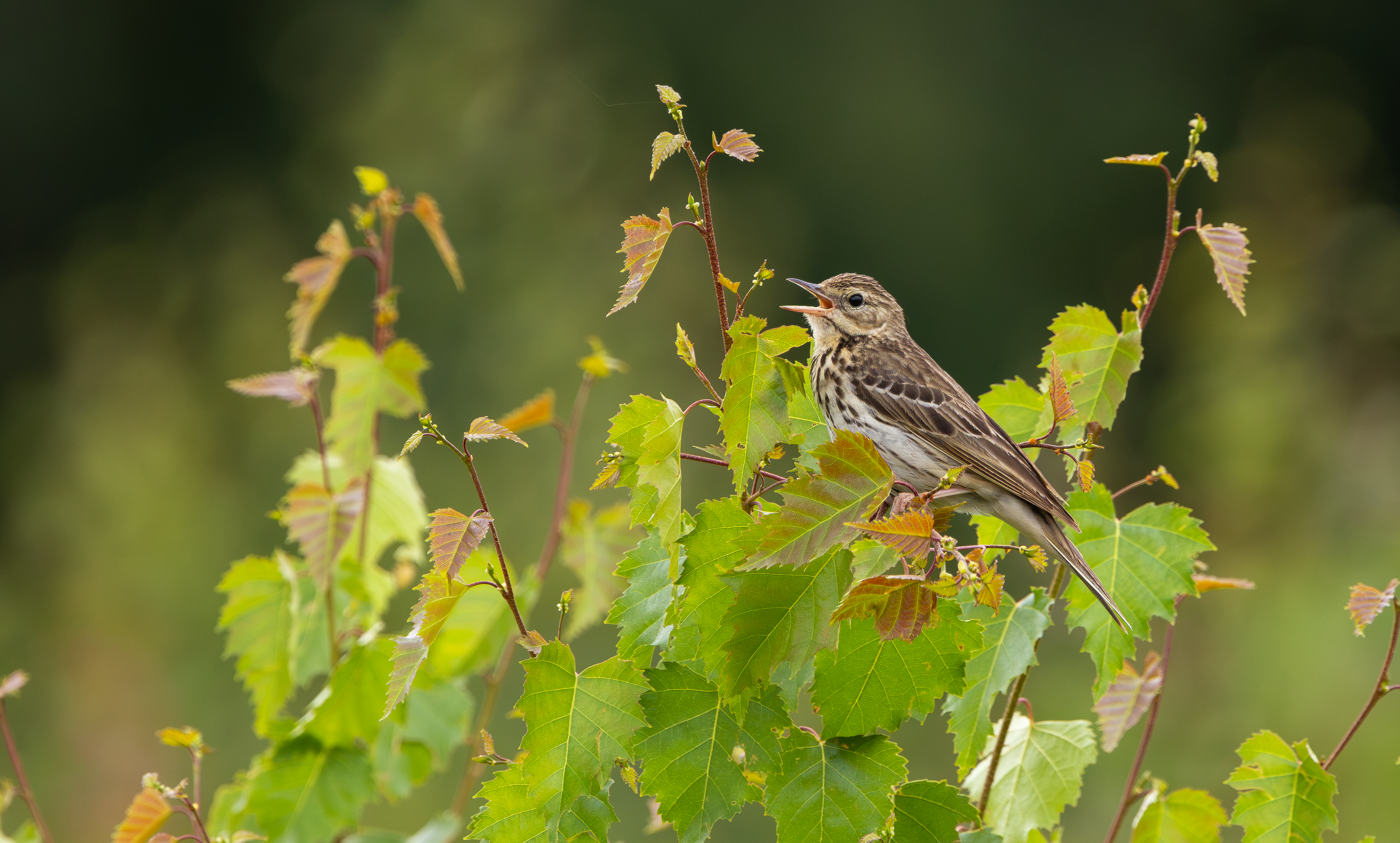 Tree Pipit, Nottinghamshire