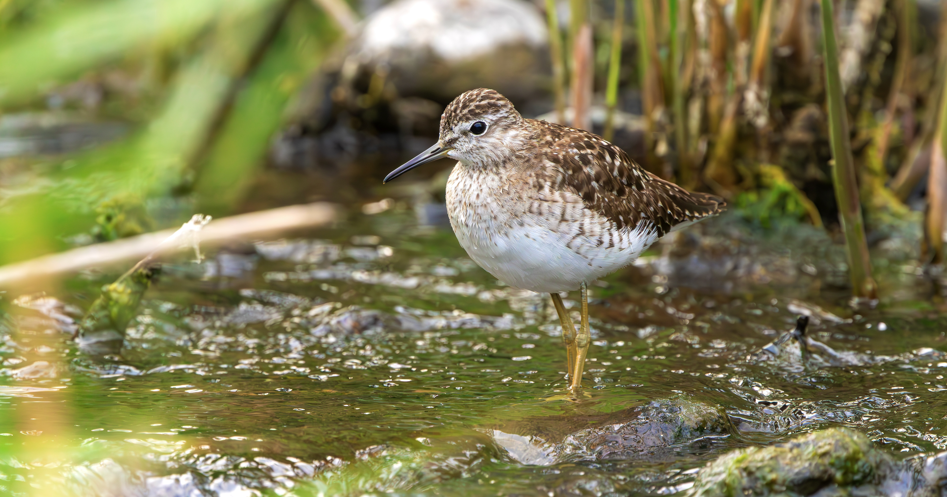 Wood Sandpiper