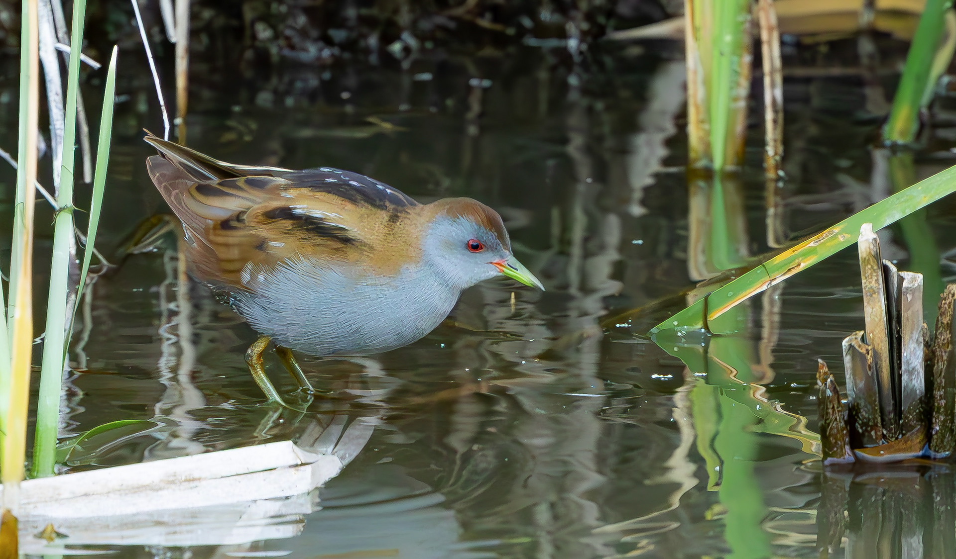 Little Crake