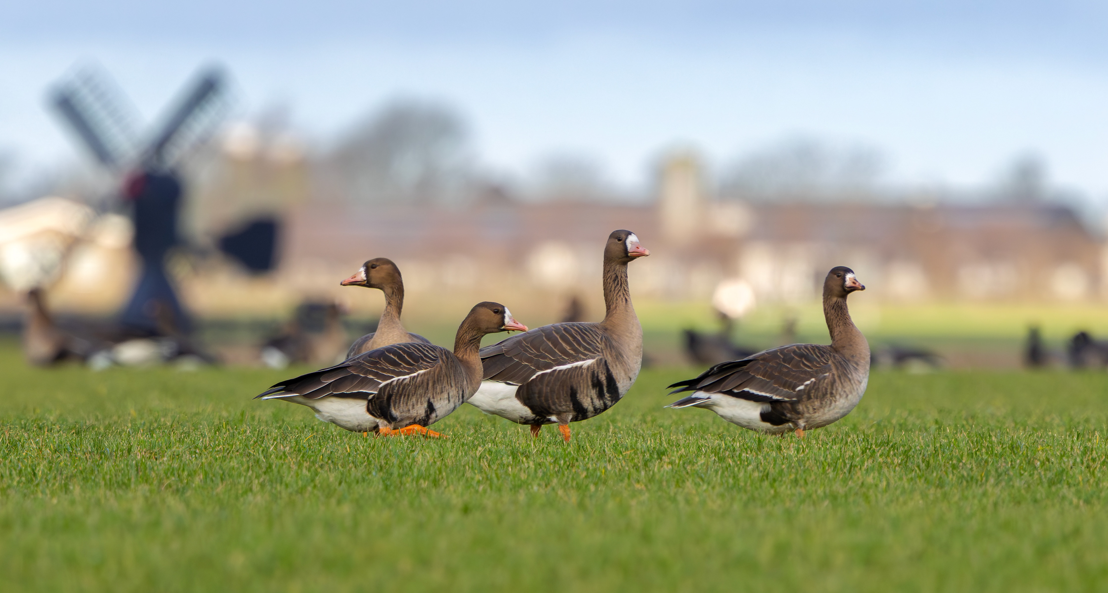Russian White-fronted Geese, Texel