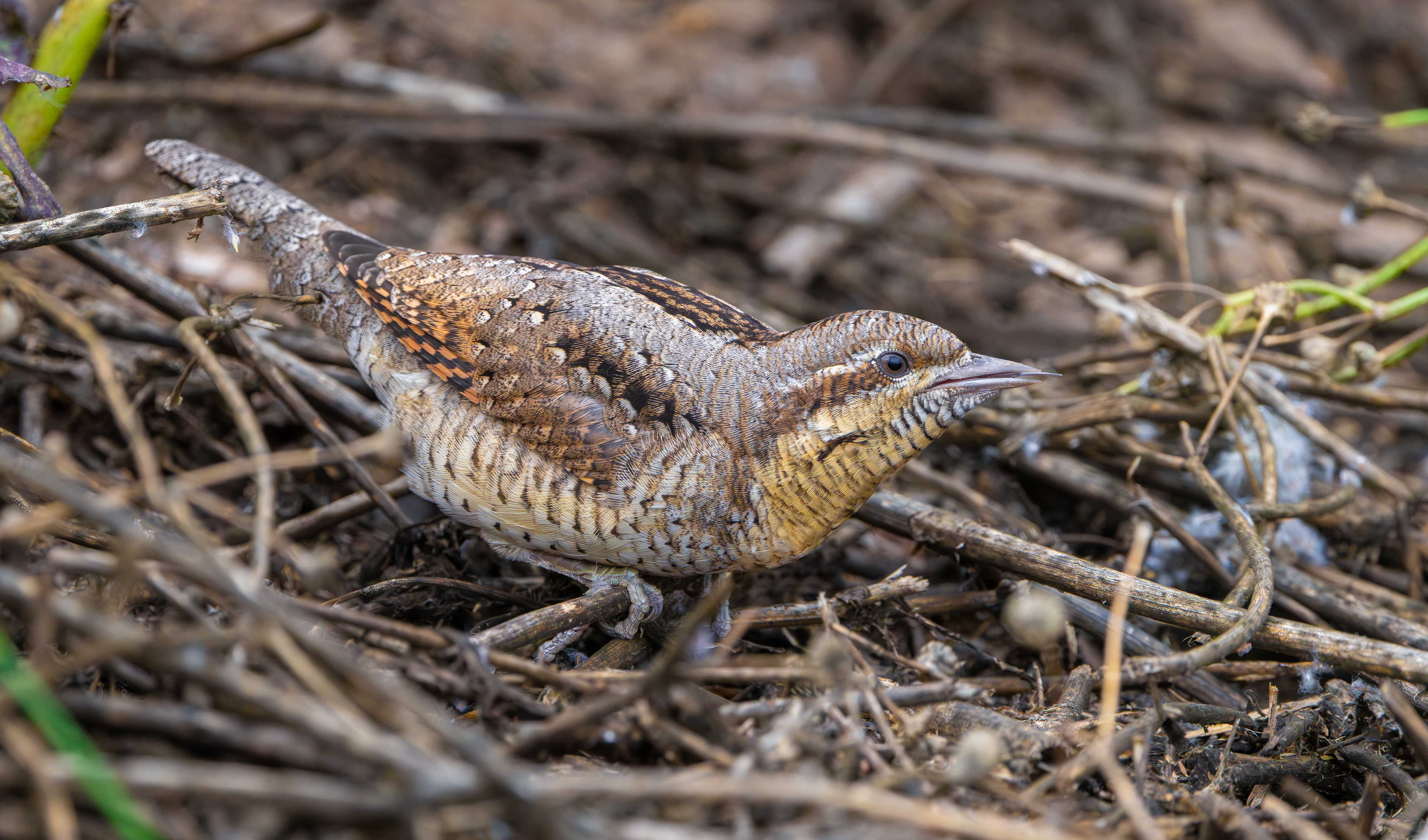 Wryneck, Freiston Shore RSPB, Lincolnshire