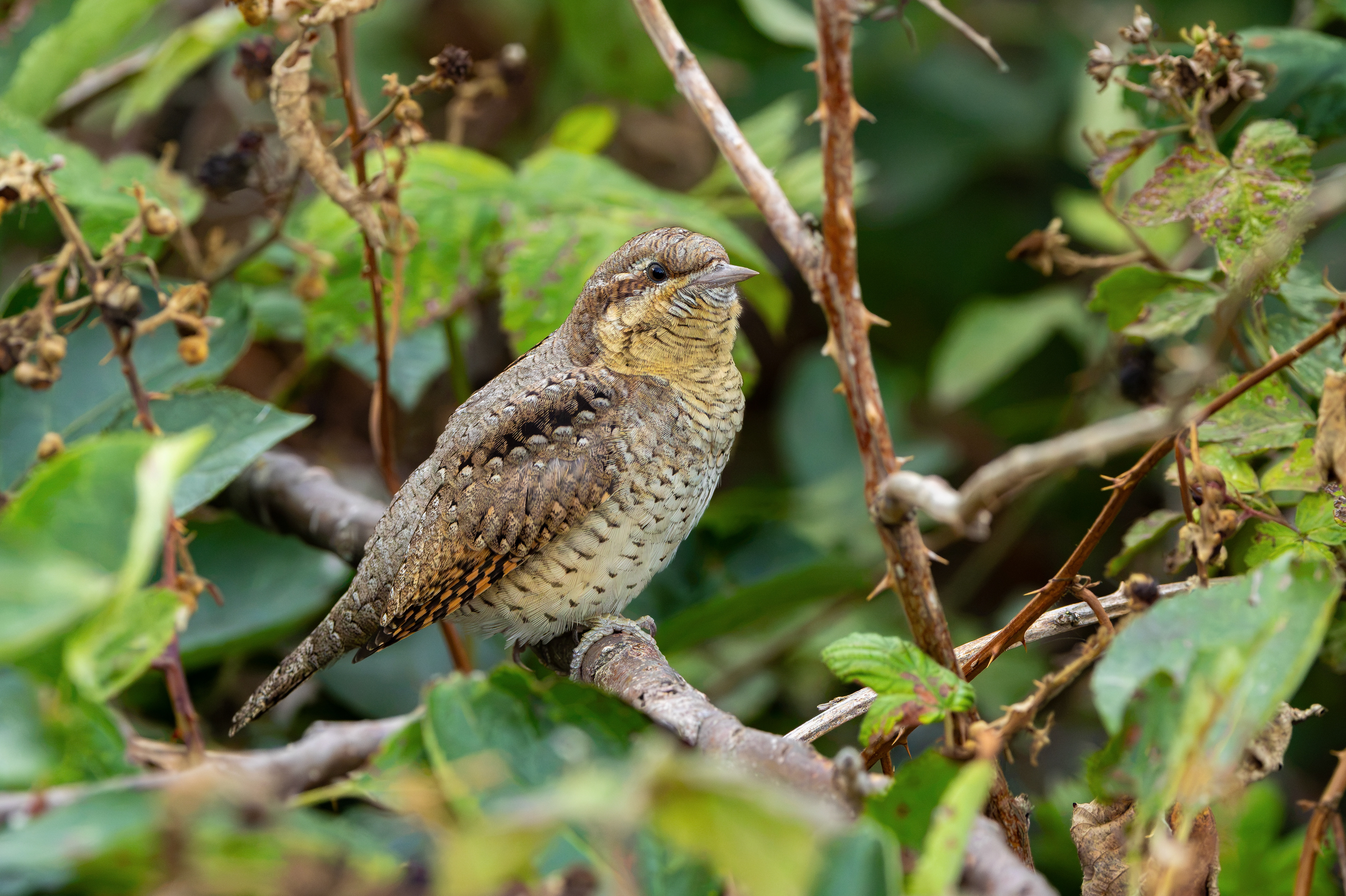 Wryneck, Freiston Shore RSPB, Lincolnshire