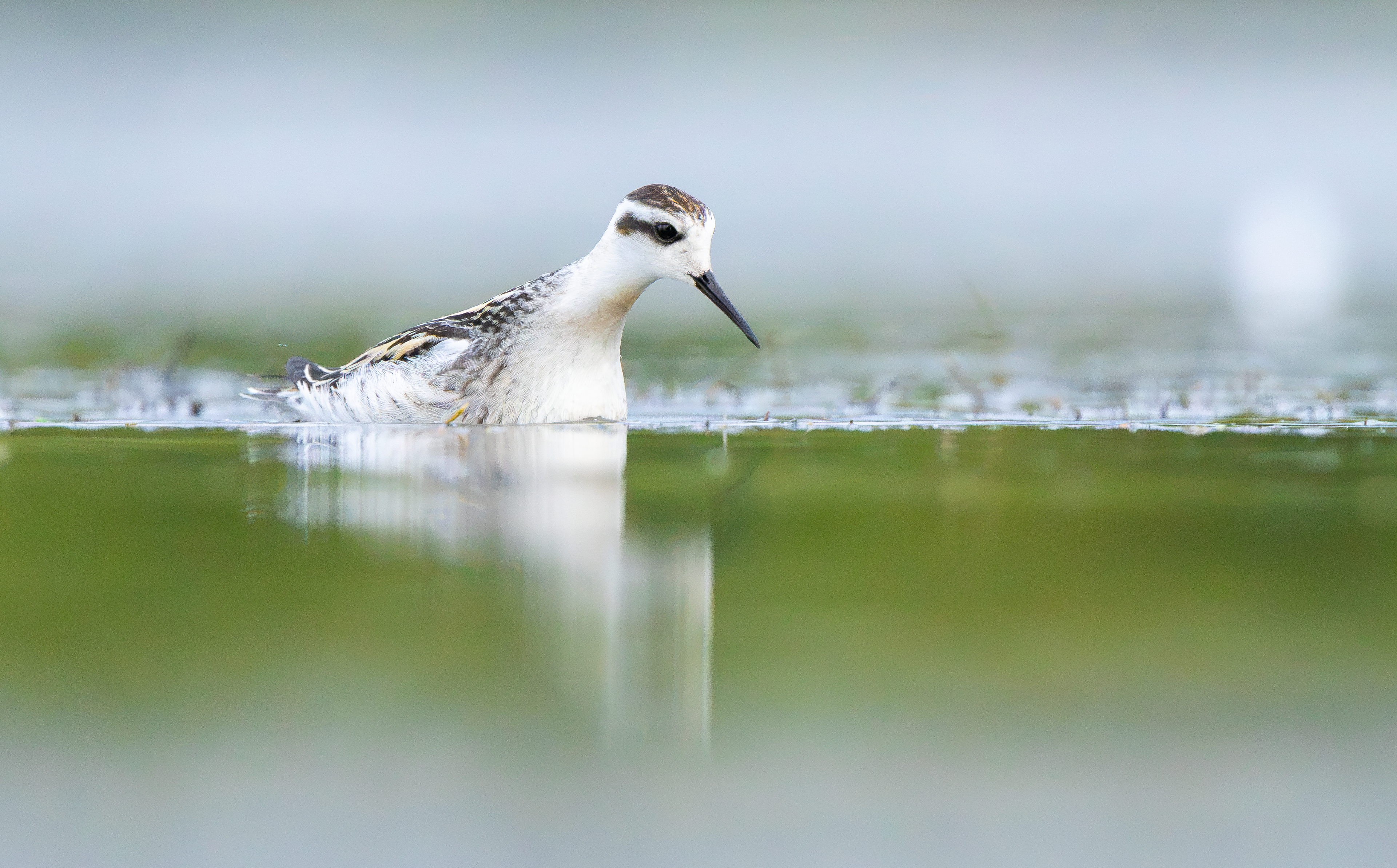 Red-necked Phalarope, Kingsbury Water Park, Warwickshire