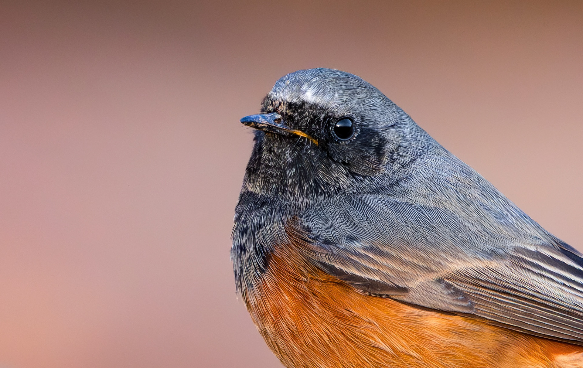 Eastern Black Redstart, Filey Brigg, North Yorkshire