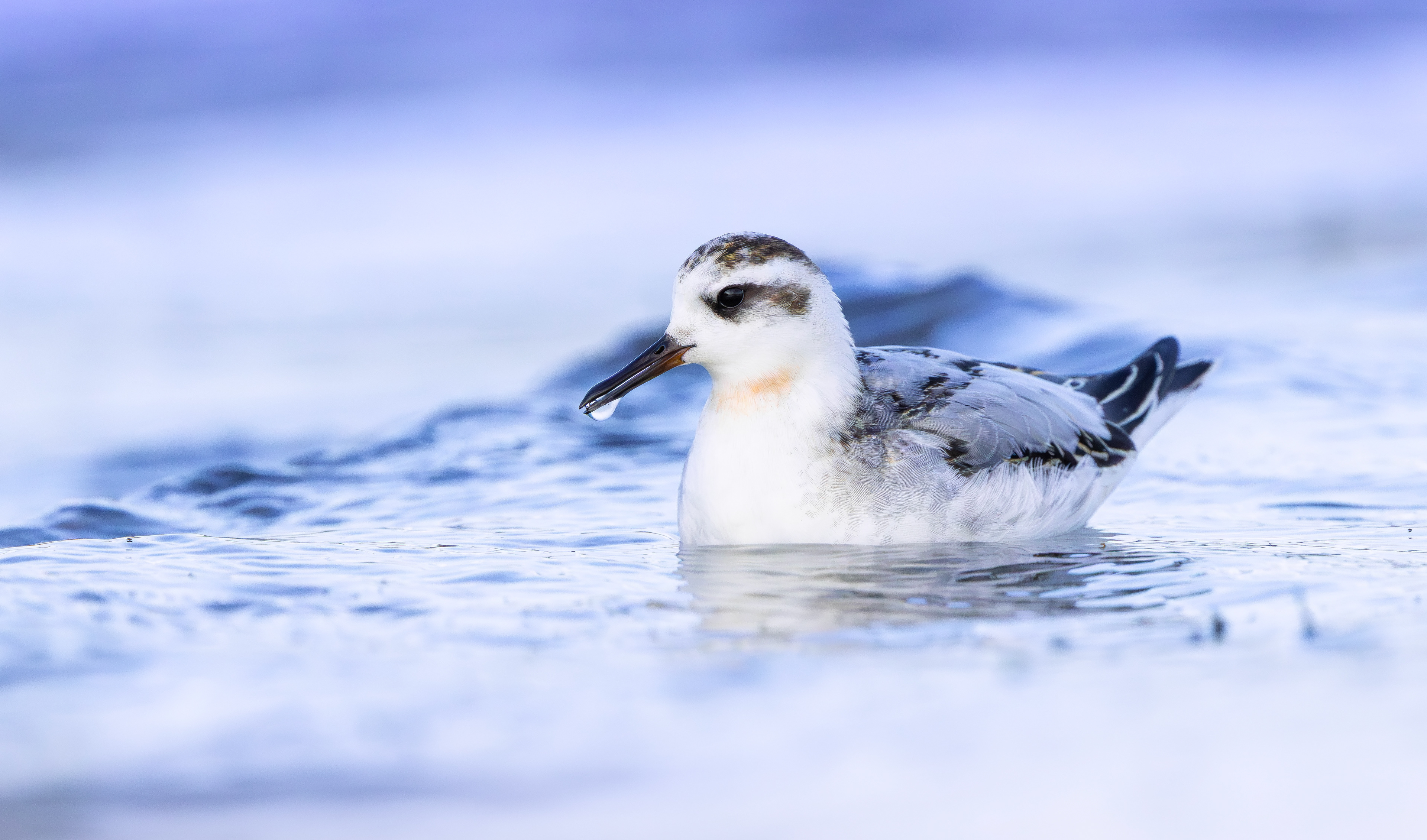 Grey Phalarope, Rutland Water, Leicestershire & Rutland