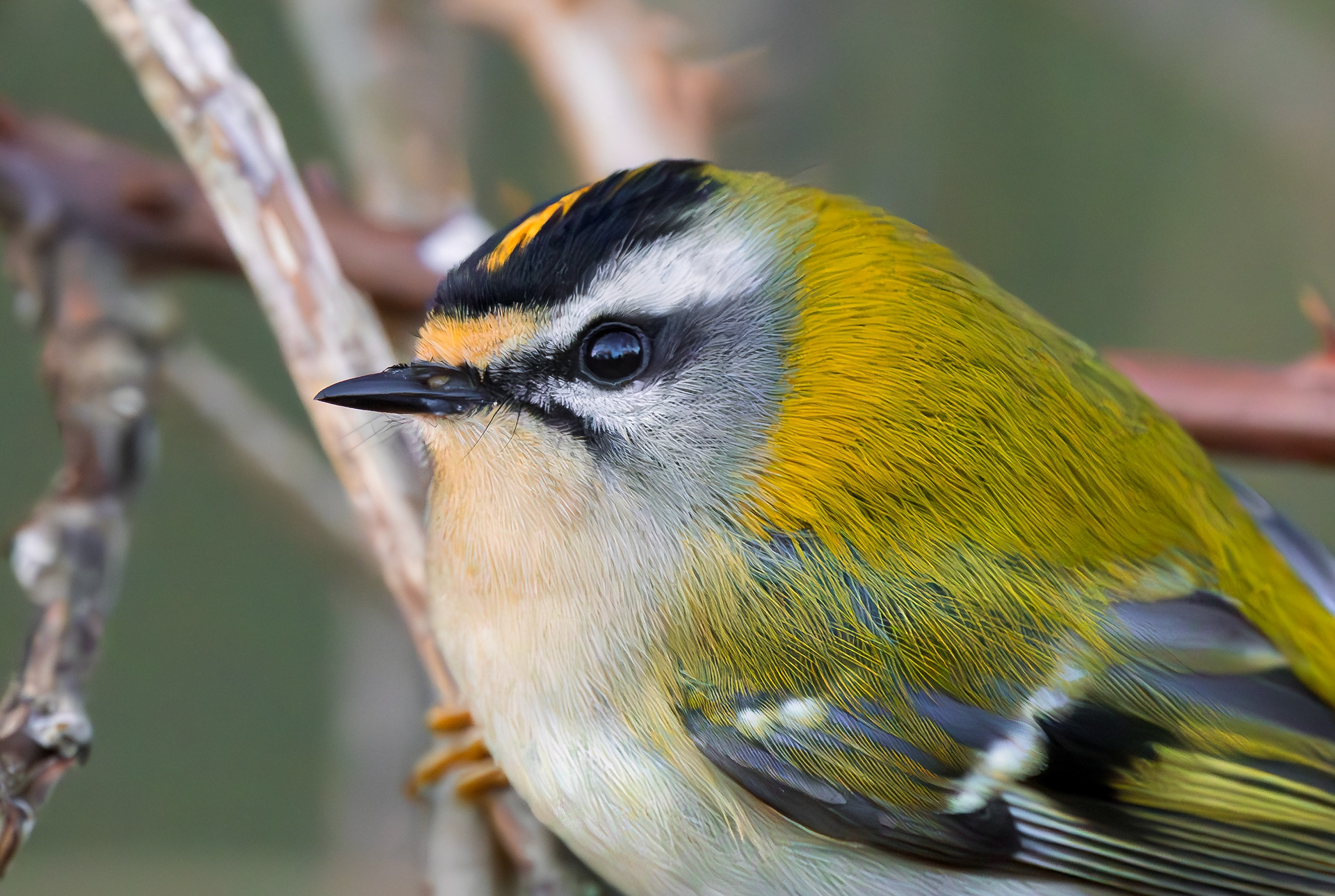 Firecrest, Titchwell RSPB, Norfolk