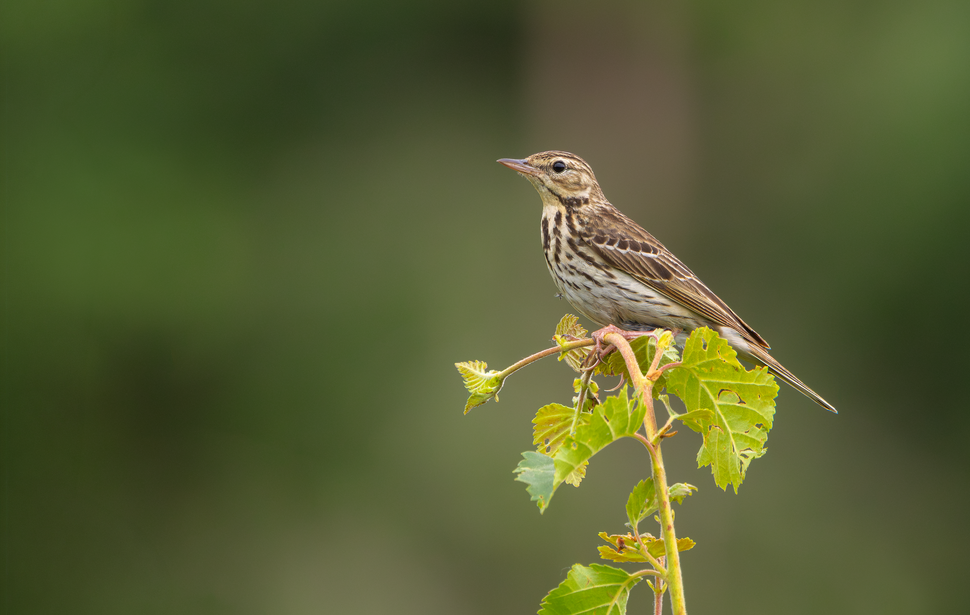 Tree Pipit, Nottinghamshire