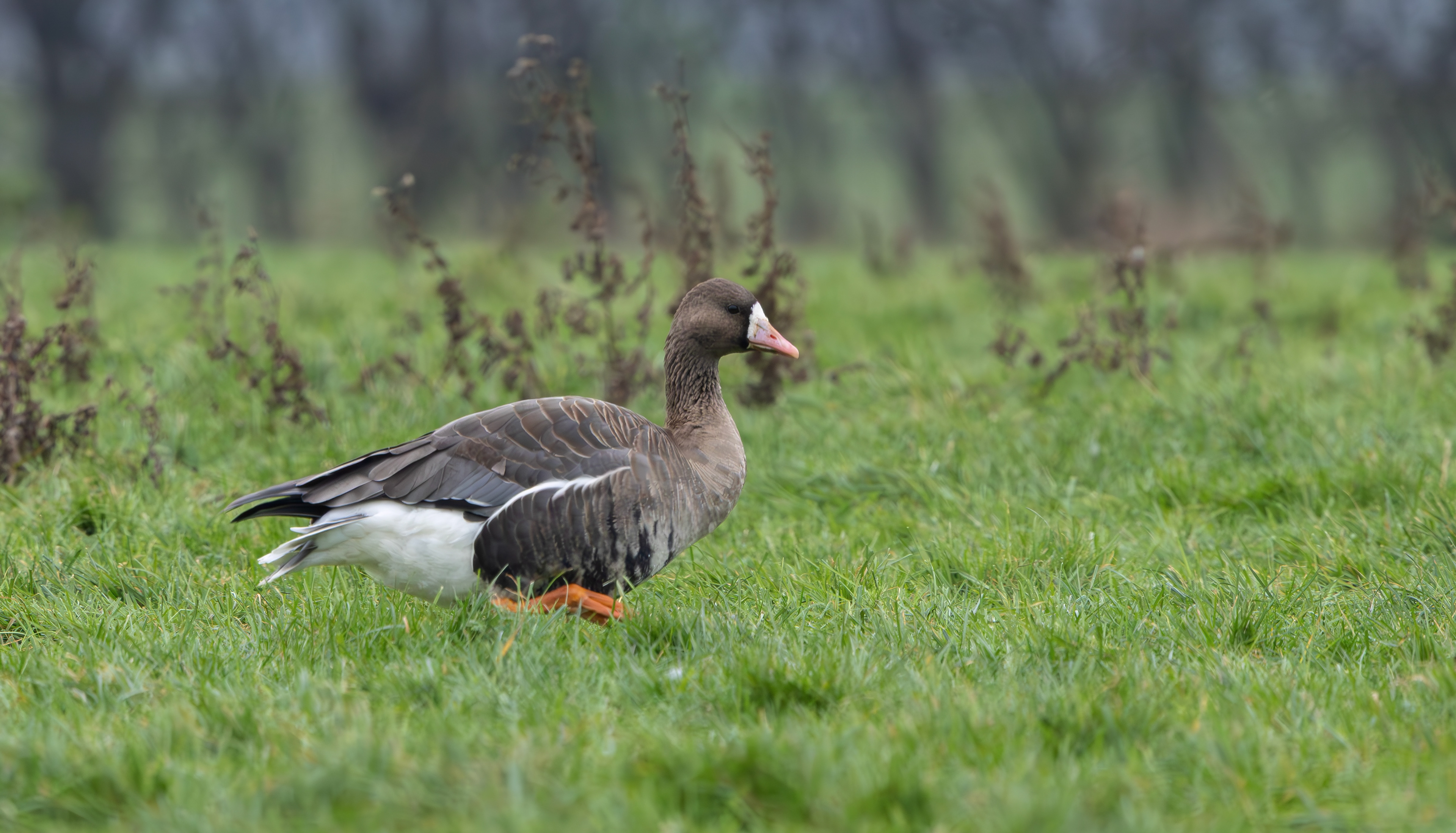 Russian White-fronted Goose, Stoke Bardolph, Nottinghamshire