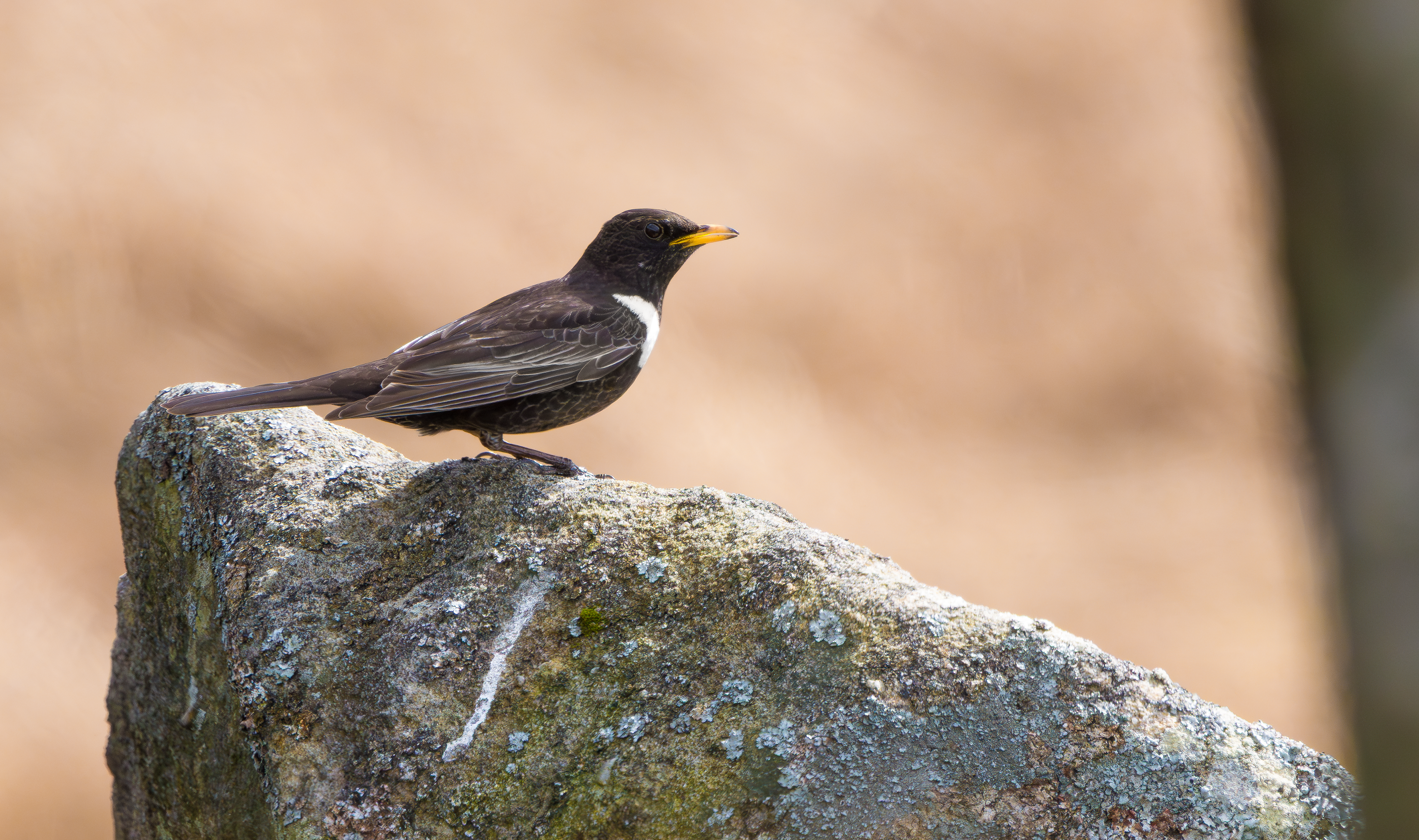 Ring Ouzel, Peak District, South Yorkshire